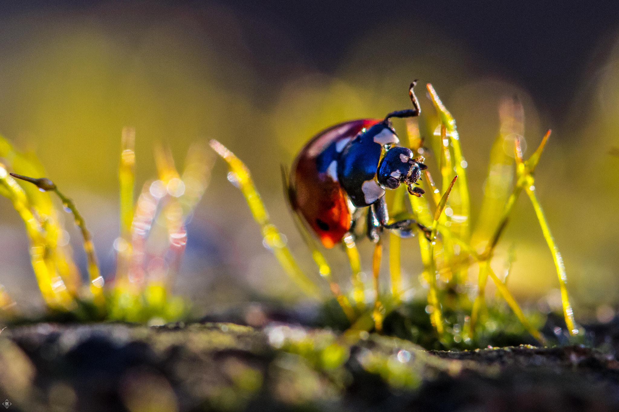 Canon EF 100mm F2.8 Macro USM sample photo. Hurdling photography