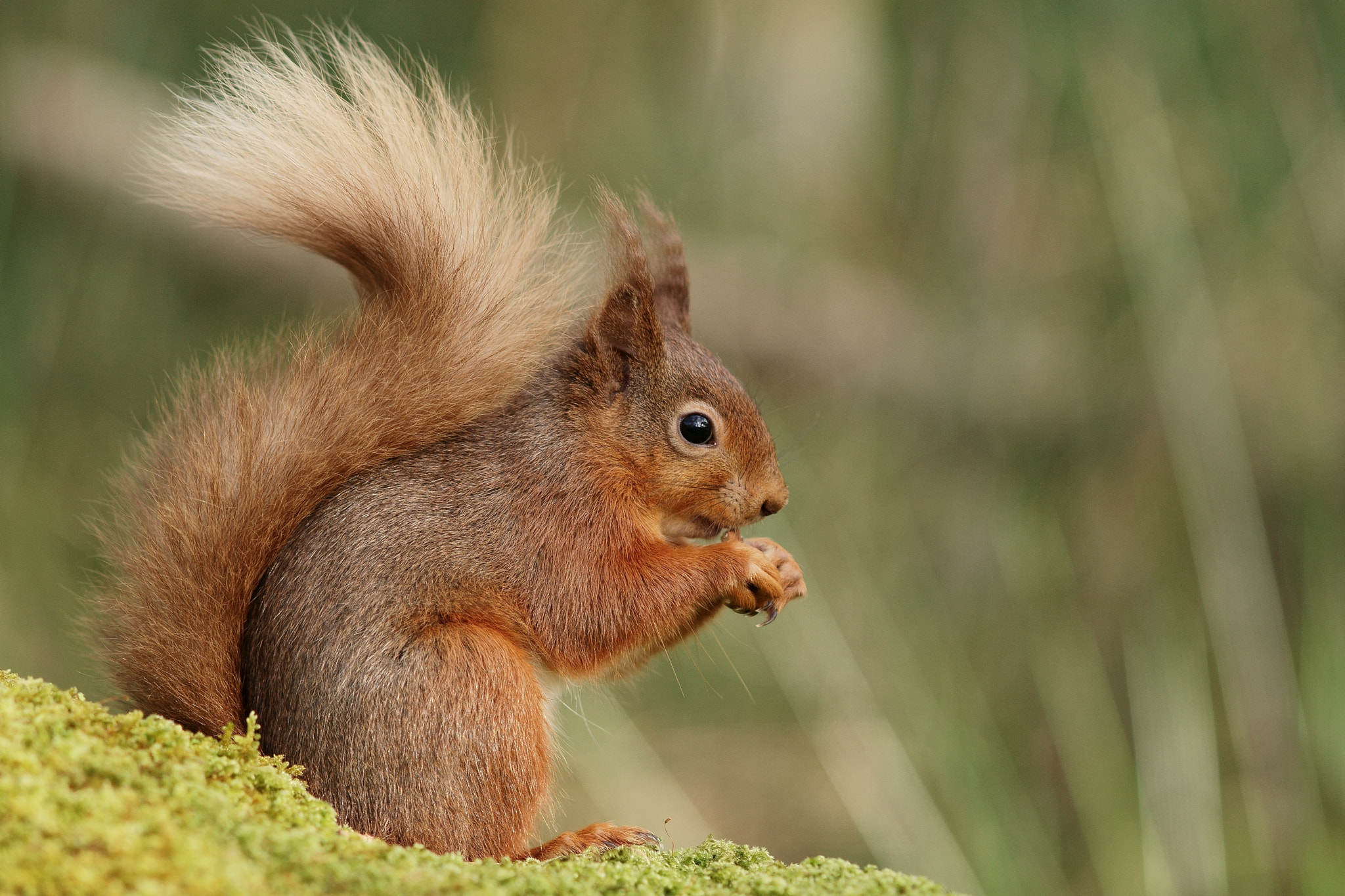 Sony ILCA-77M2 + Sony Sonnar T* 135mm F1.8 ZA sample photo. 'delia' in foresthow wood photography