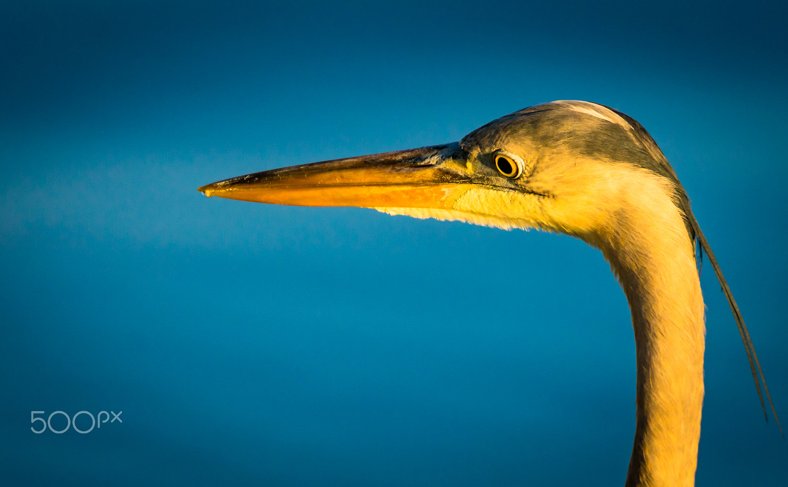 Sony ILCA-77M2 + Tamron SP 150-600mm F5-6.3 Di VC USD sample photo. Blue heron head photography