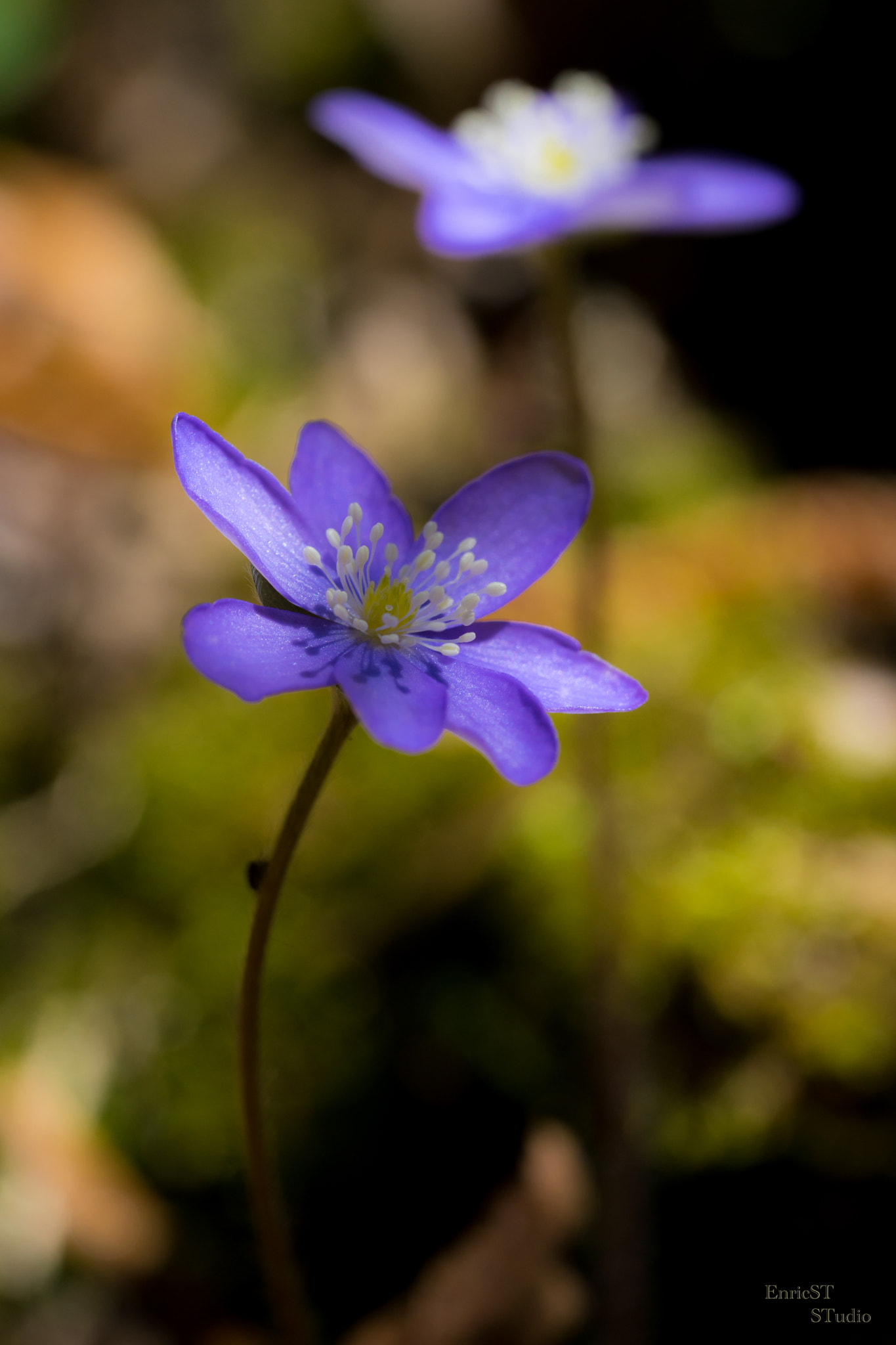 Sony a7 II + Sony FE 90mm F2.8 Macro G OSS sample photo. Duets photography