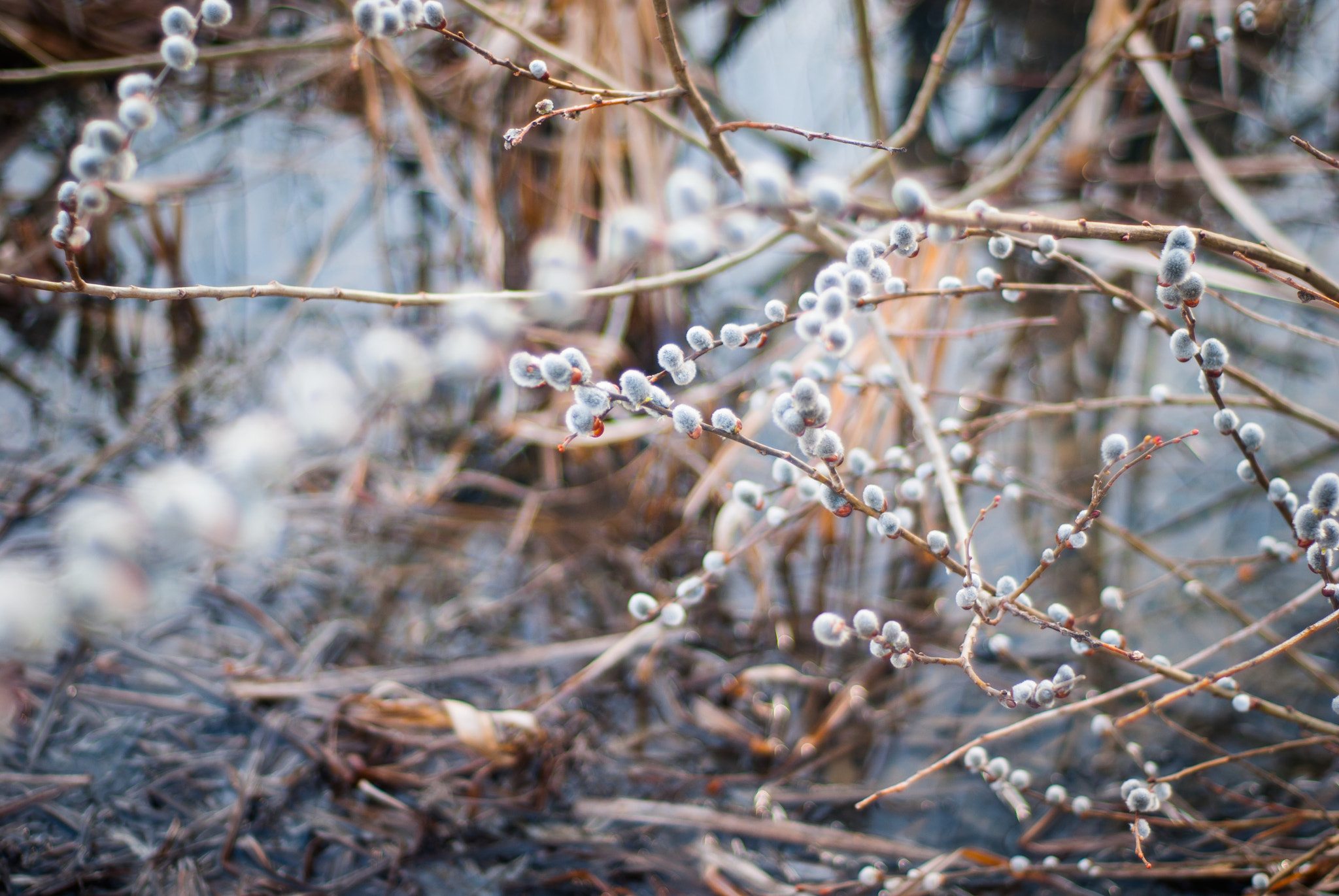 Nikon D200 + Nikon AF Nikkor 50mm F1.8D sample photo. Spring coming photography