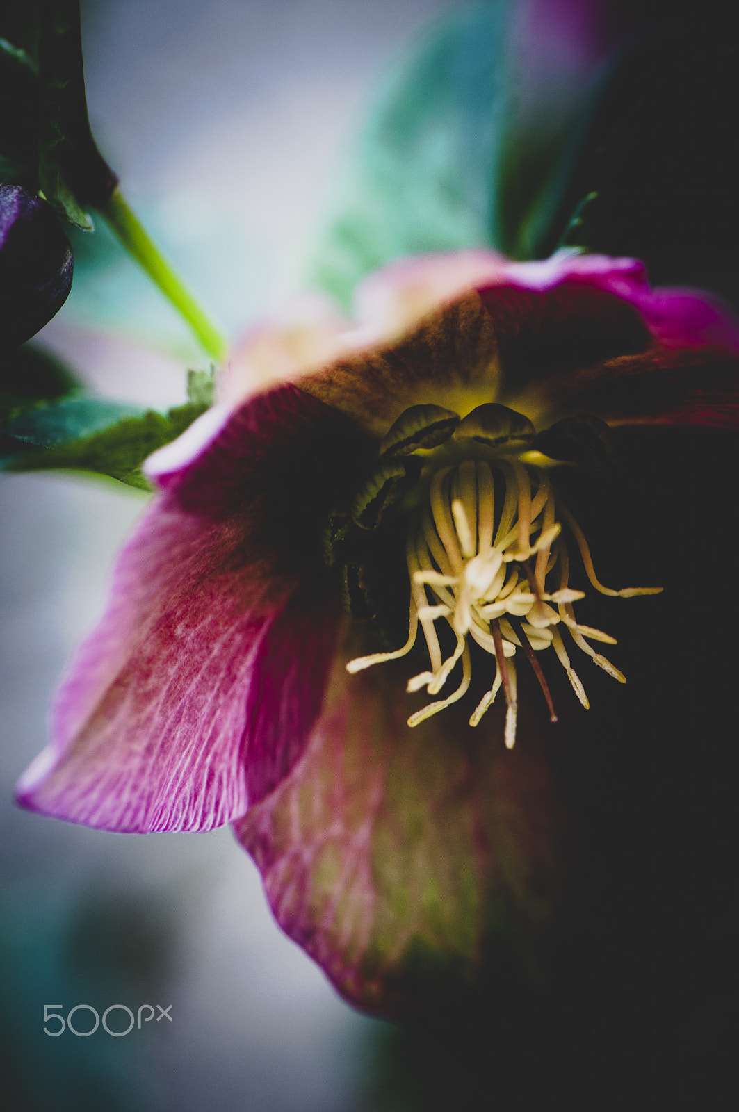Nikon AF-S Micro-Nikkor 105mm F2.8G IF-ED VR sample photo. Spring flower photography