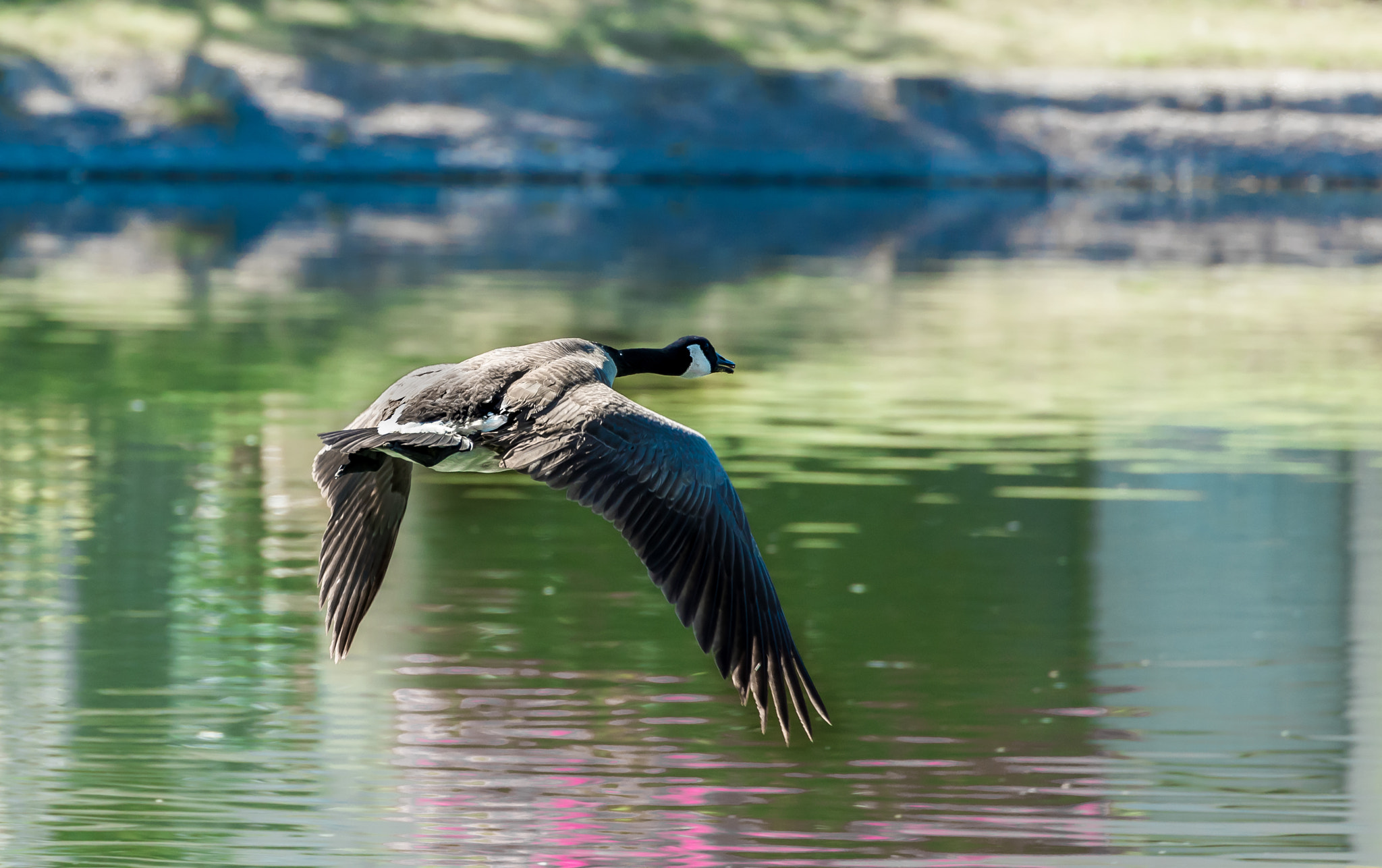 Canon EF 70-300mm F4-5.6L IS USM sample photo. Sliding... photography