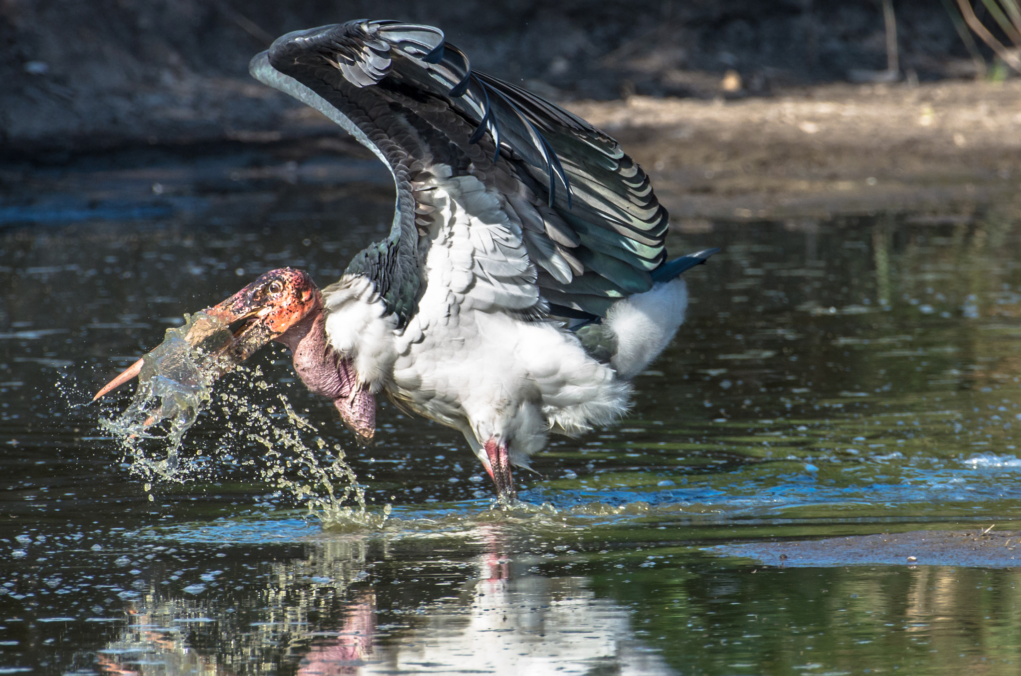 Pentax K-5 II sample photo. Marabu fishing 3 photography