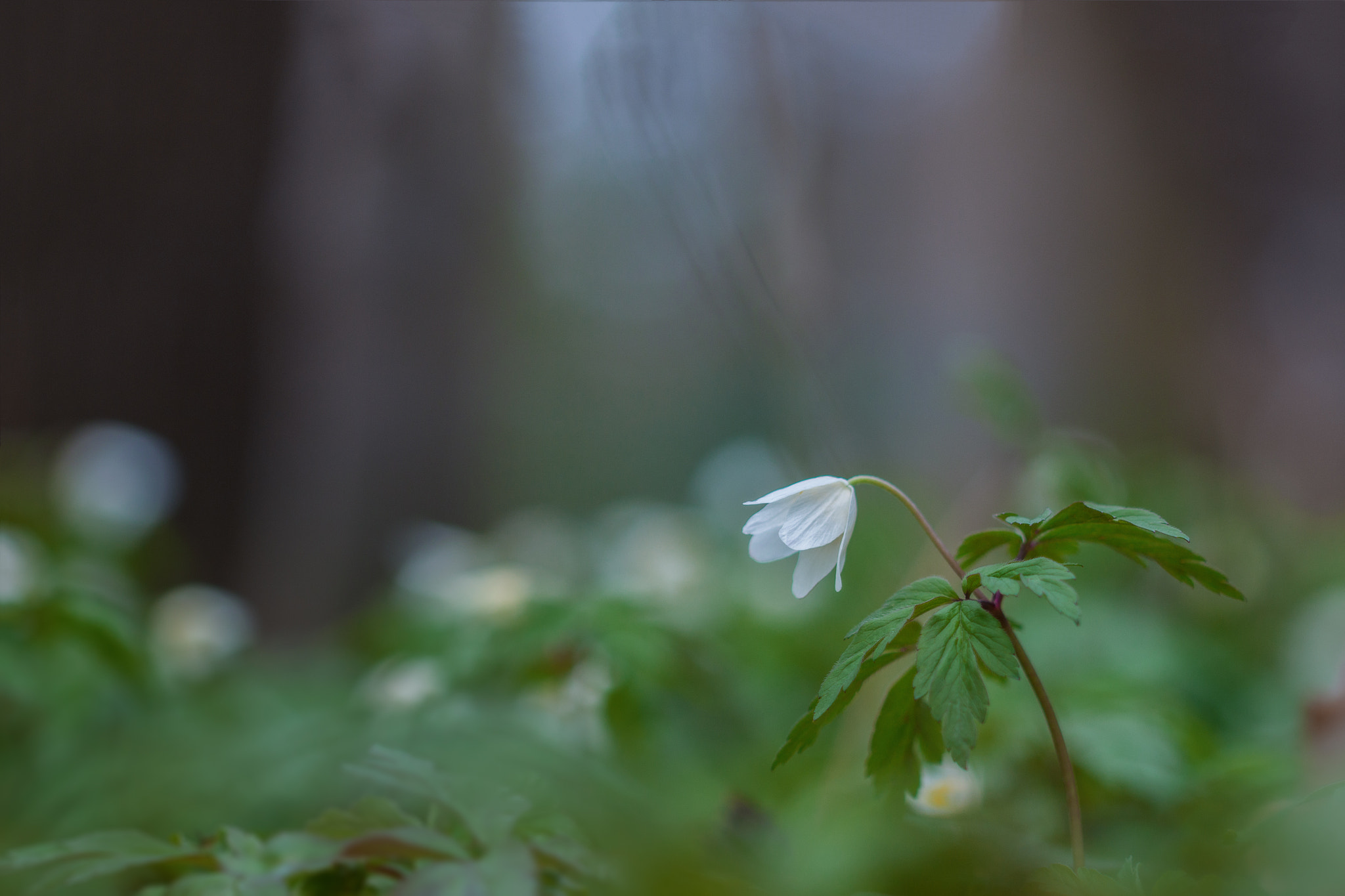 Canon EF 100mm F2.8L Macro IS USM sample photo. Anémone photography