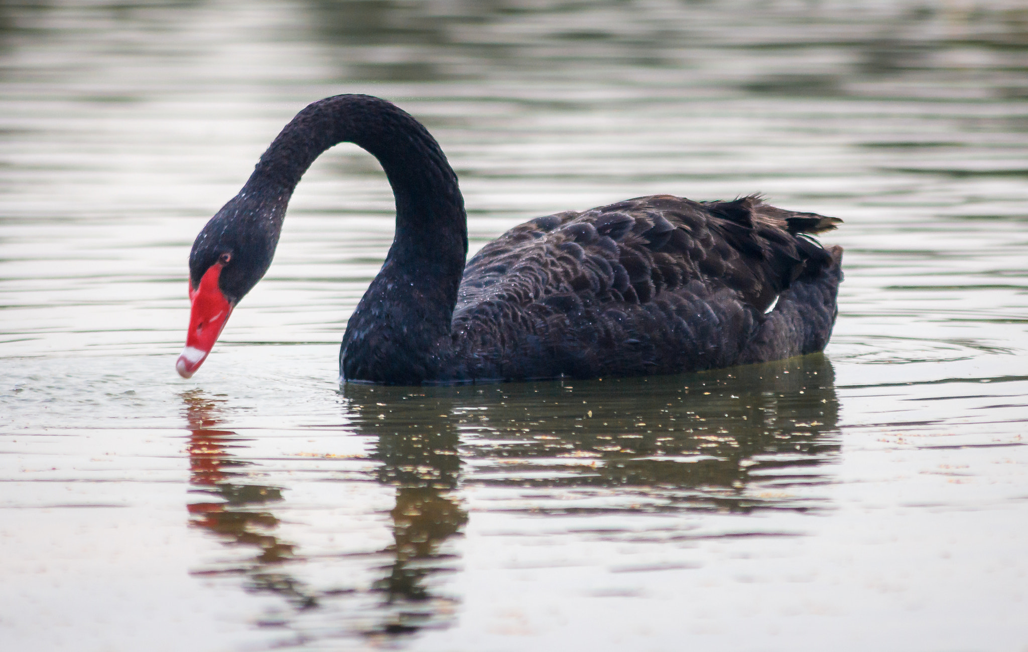 Canon EOS 60D + Sigma 50-200mm F4-5.6 DC OS HSM sample photo. Black swan photography