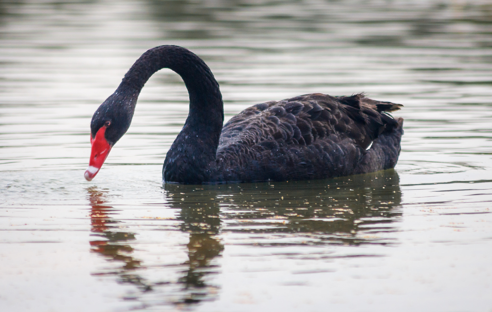 Canon EOS 60D sample photo. Black swan photography