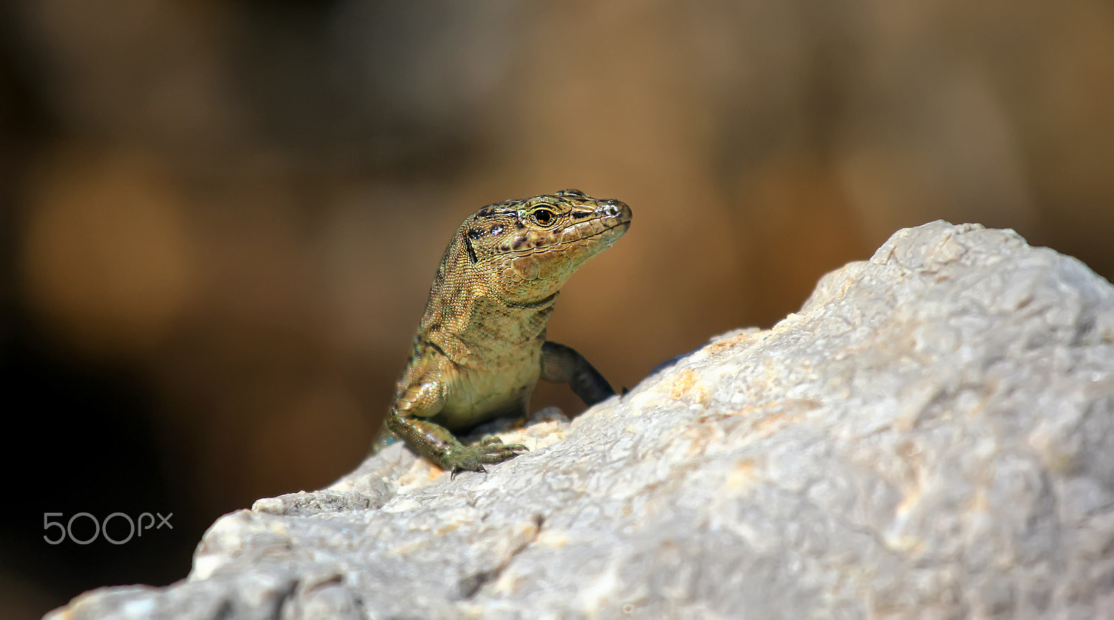 Canon EF 70-200mm F4L IS USM sample photo. Dragon from dragons island / dragón de la isla sa dragónera photography