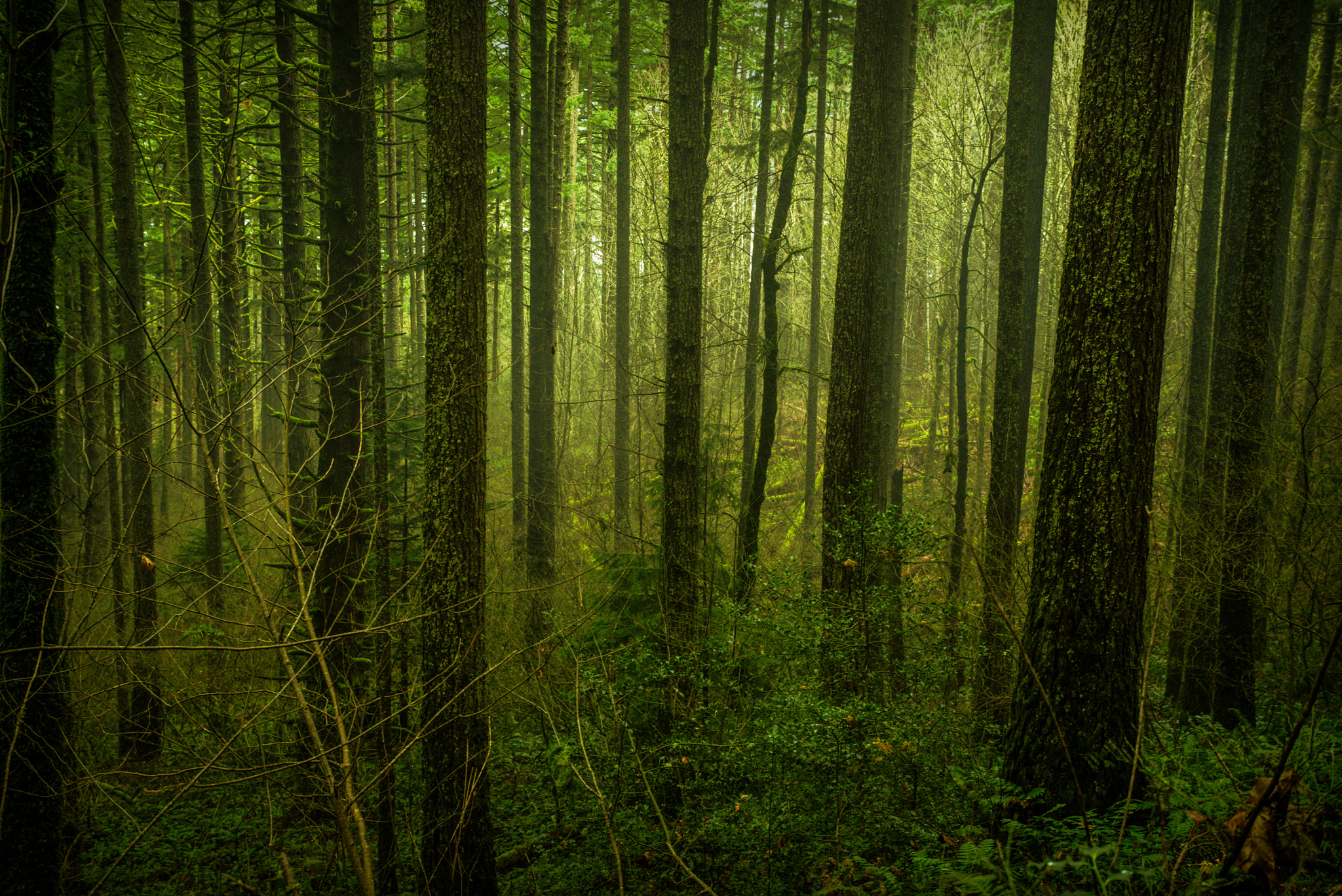 Nikon AF-S Nikkor 28-70mm F2.8 ED-IF sample photo. Columbia gorge forest photography