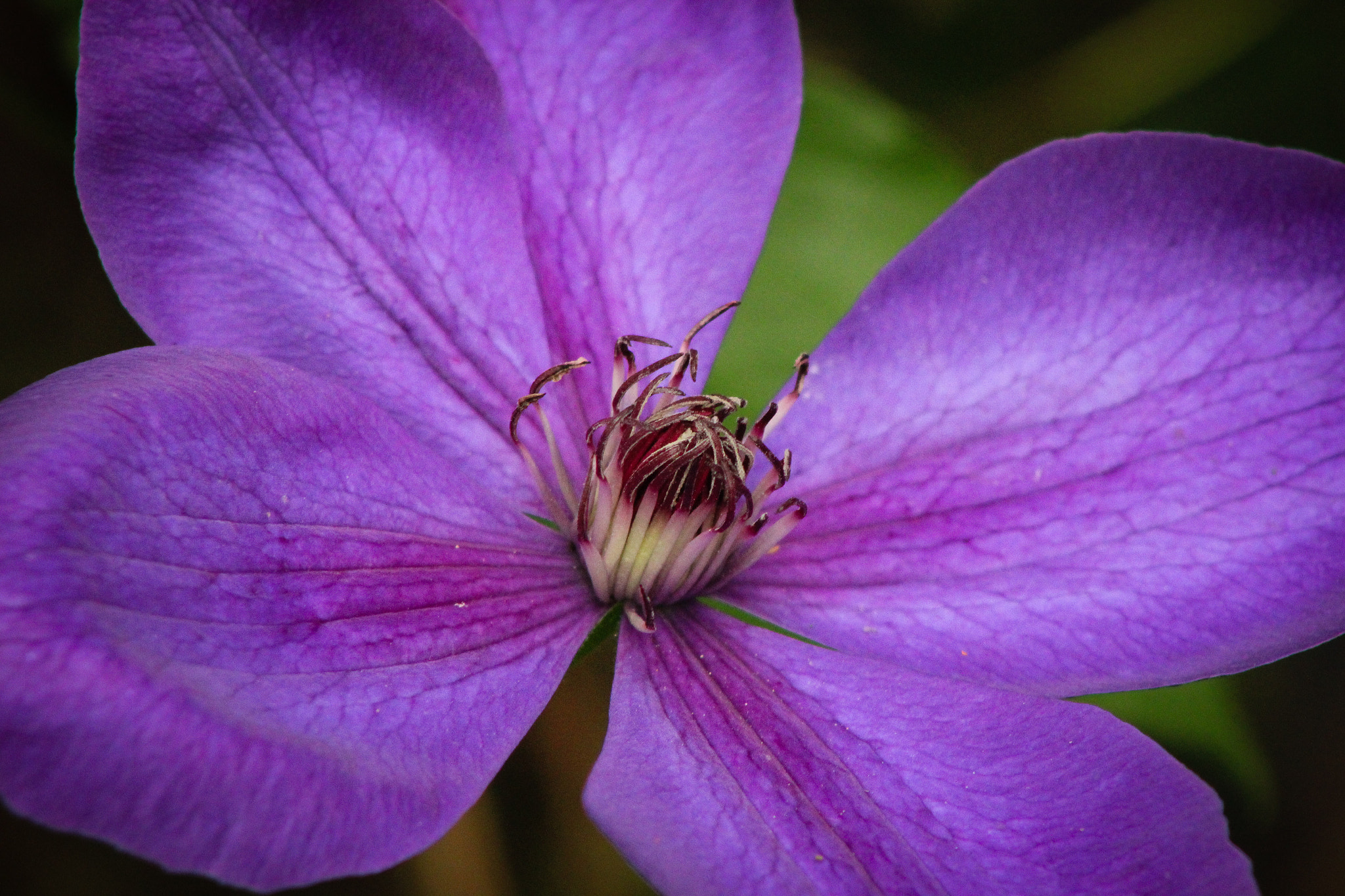 EF75-300mm f/4-5.6 sample photo. Flower, 6.25.15 photography