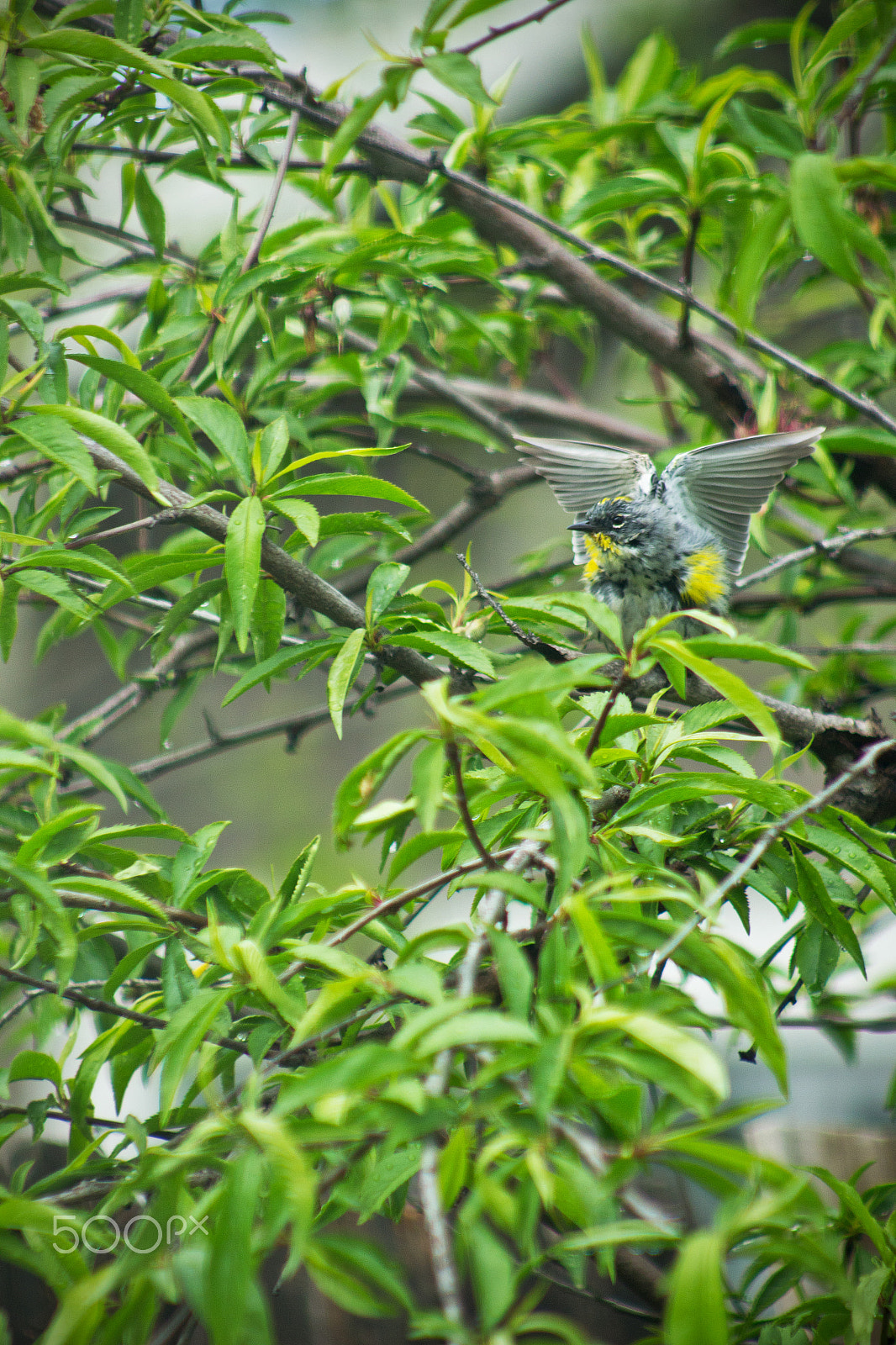 EF75-300mm f/4-5.6 sample photo. After the rain photography