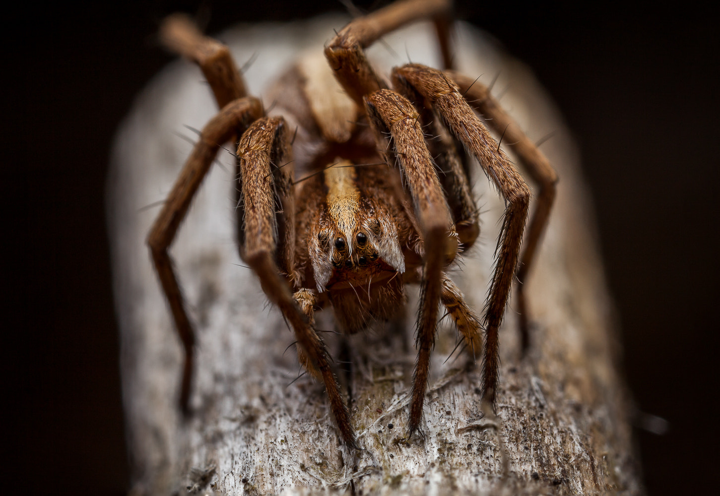 Canon MP-E 65mm F2.5 1-5x Macro Photo sample photo. Brown eyed girl photography