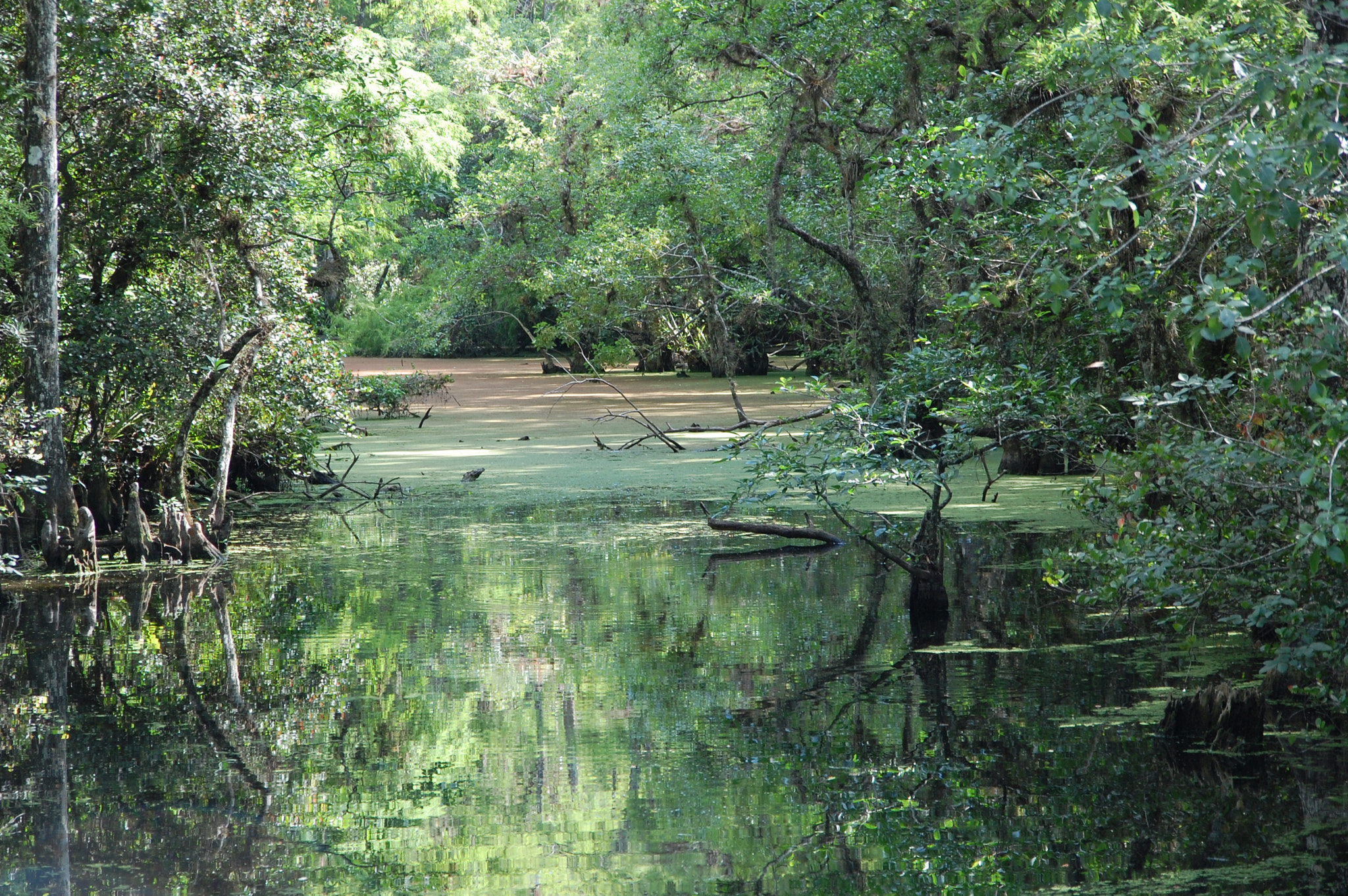 Nikon D40 + Sigma 18-200mm F3.5-6.3 DC sample photo. Everglades at loop road, florida photography