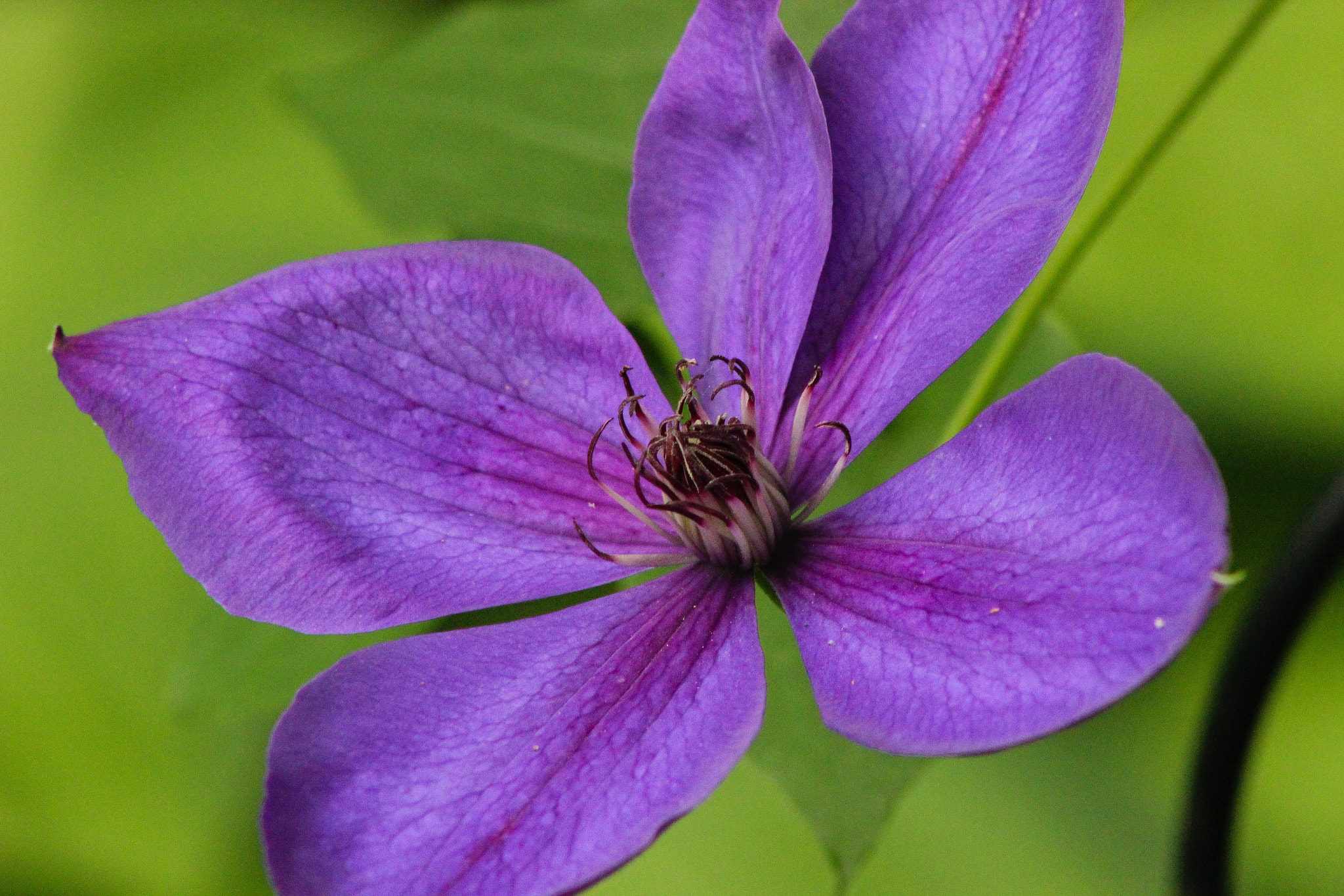 EF75-300mm f/4-5.6 sample photo. Purple flower 2, 6.25.15 photography