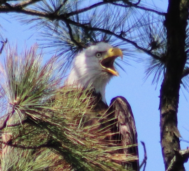 Canon EOS 60D + EF75-300mm f/4-5.6 sample photo. Bald eagle  photography