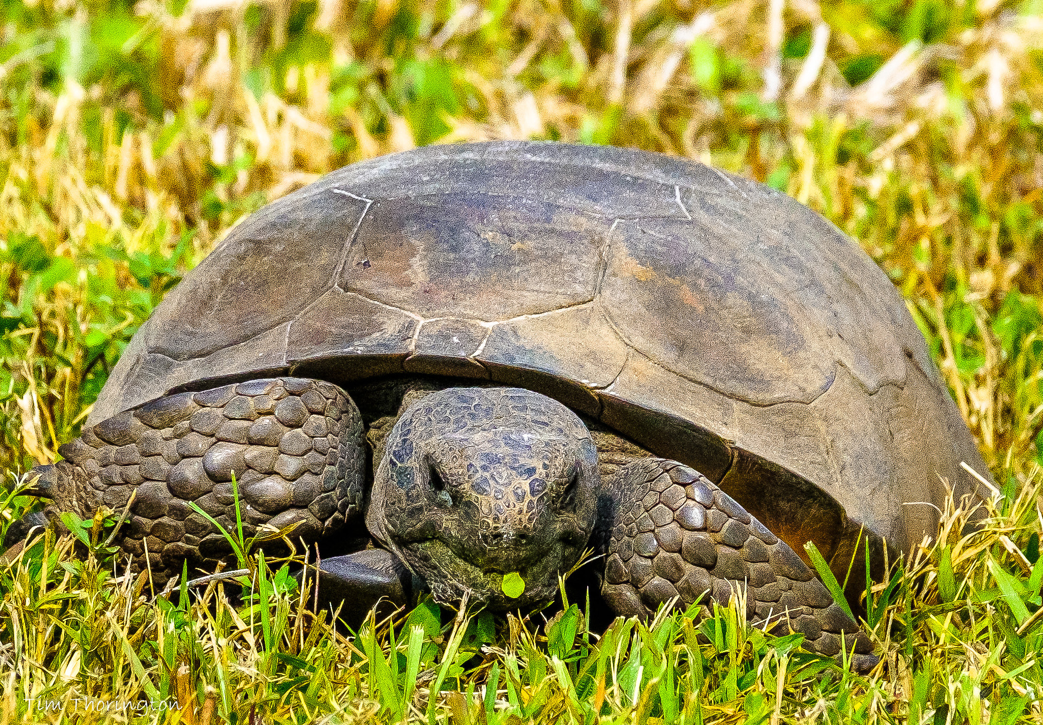 Fujifilm X-T2 sample photo. Gopher tortoise photography