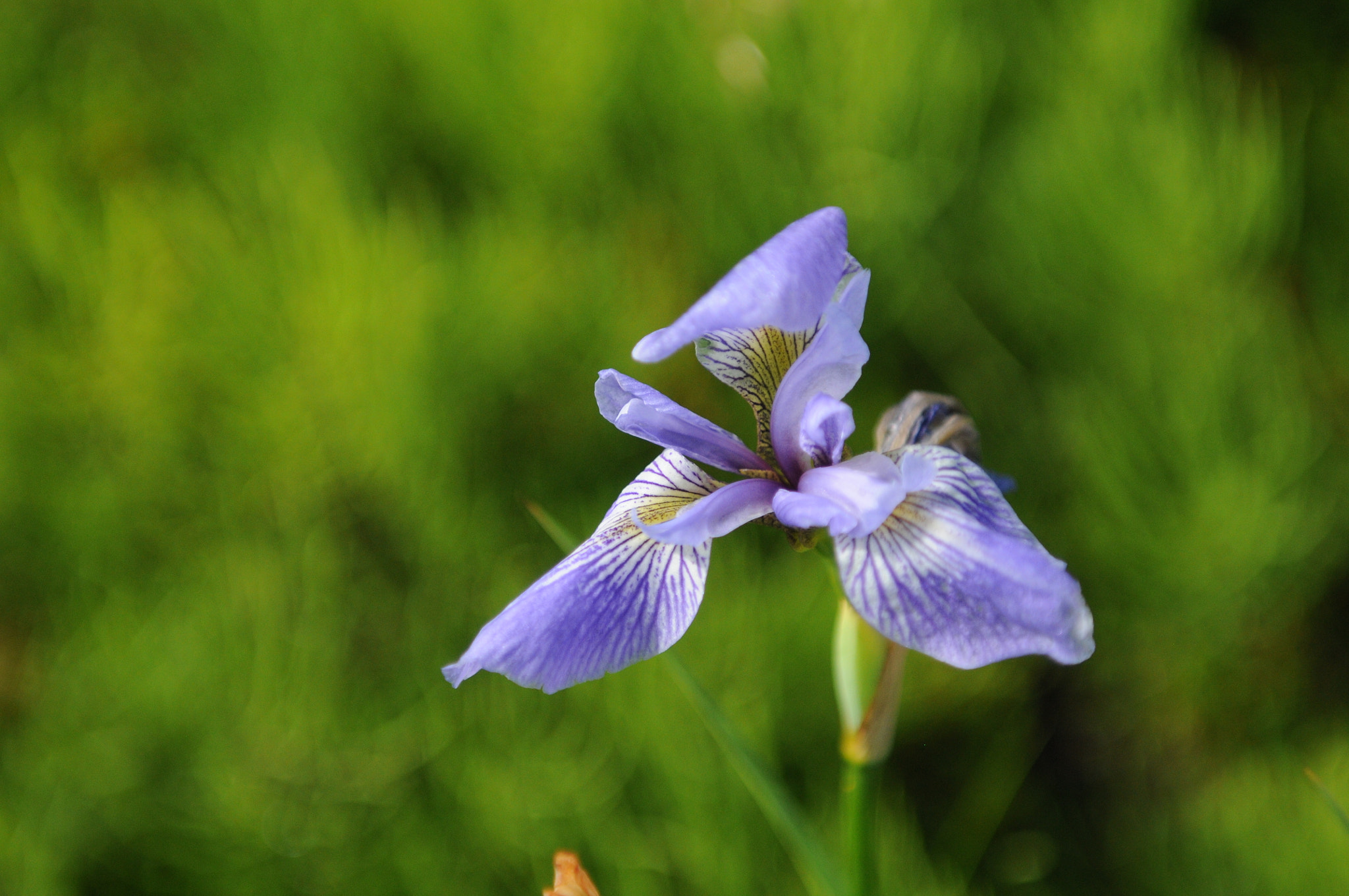 Nikon AF-S Nikkor 24-70mm F2.8G ED sample photo. Purple petal power photography