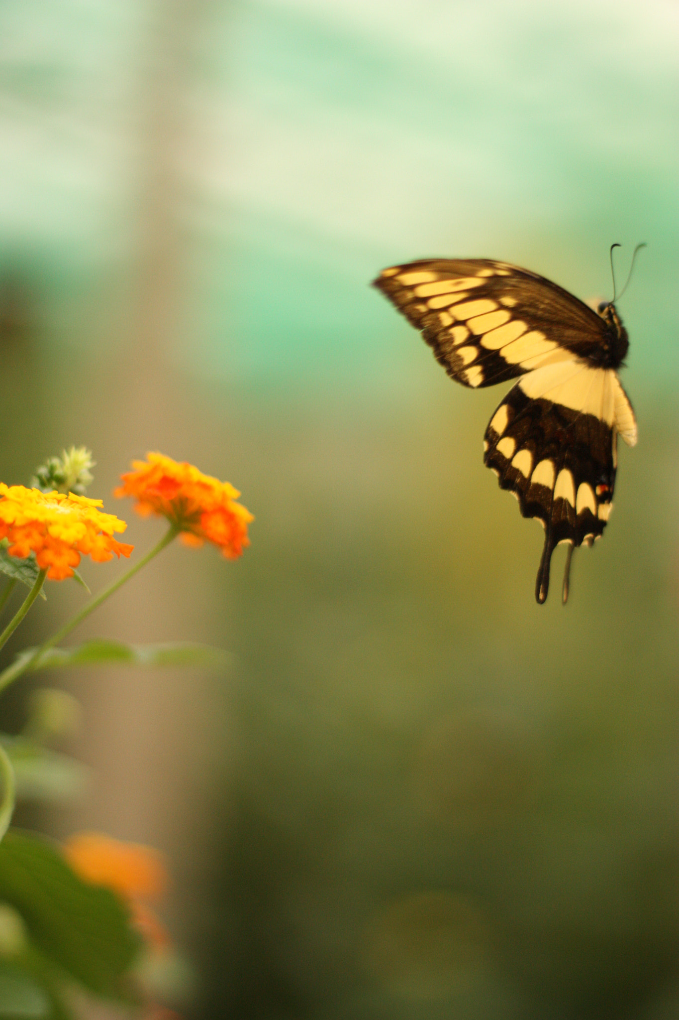Canon EF-S 55-250mm F4-5.6 IS sample photo