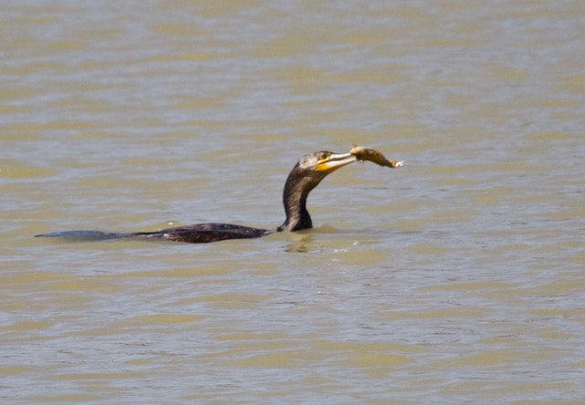 Sigma 150-500mm F5-6.3 DG OS HSM sample photo