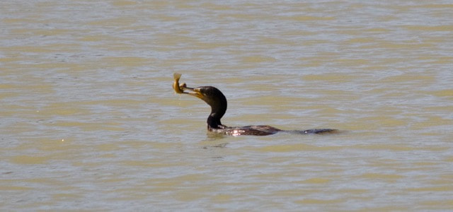 Sigma 150-500mm F5-6.3 DG OS HSM sample photo