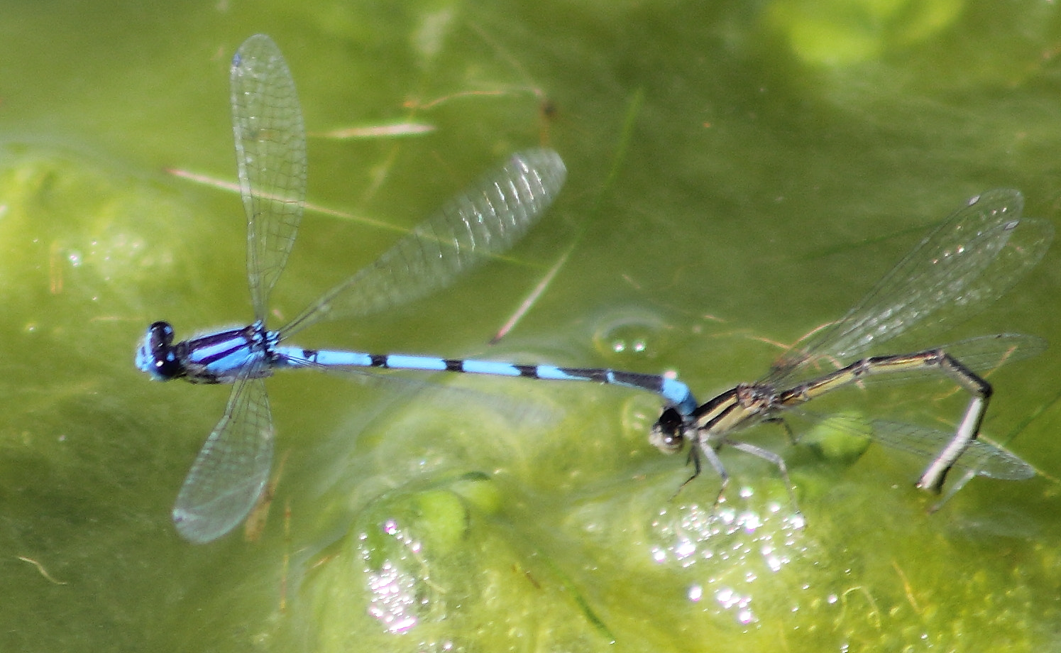 Canon EOS 60D + EF75-300mm f/4-5.6 sample photo. Blue dasher (pachydiplax longipennis) photography