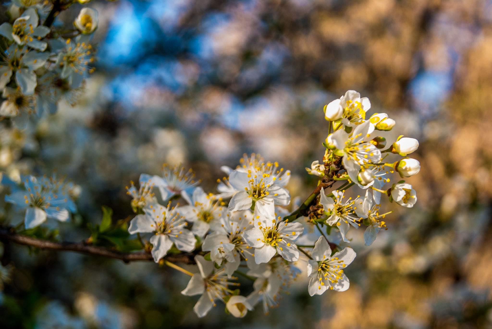 Sony Alpha DSLR-A230 + Sony DT 18-55mm F3.5-5.6 SAM sample photo. Spring is here photography