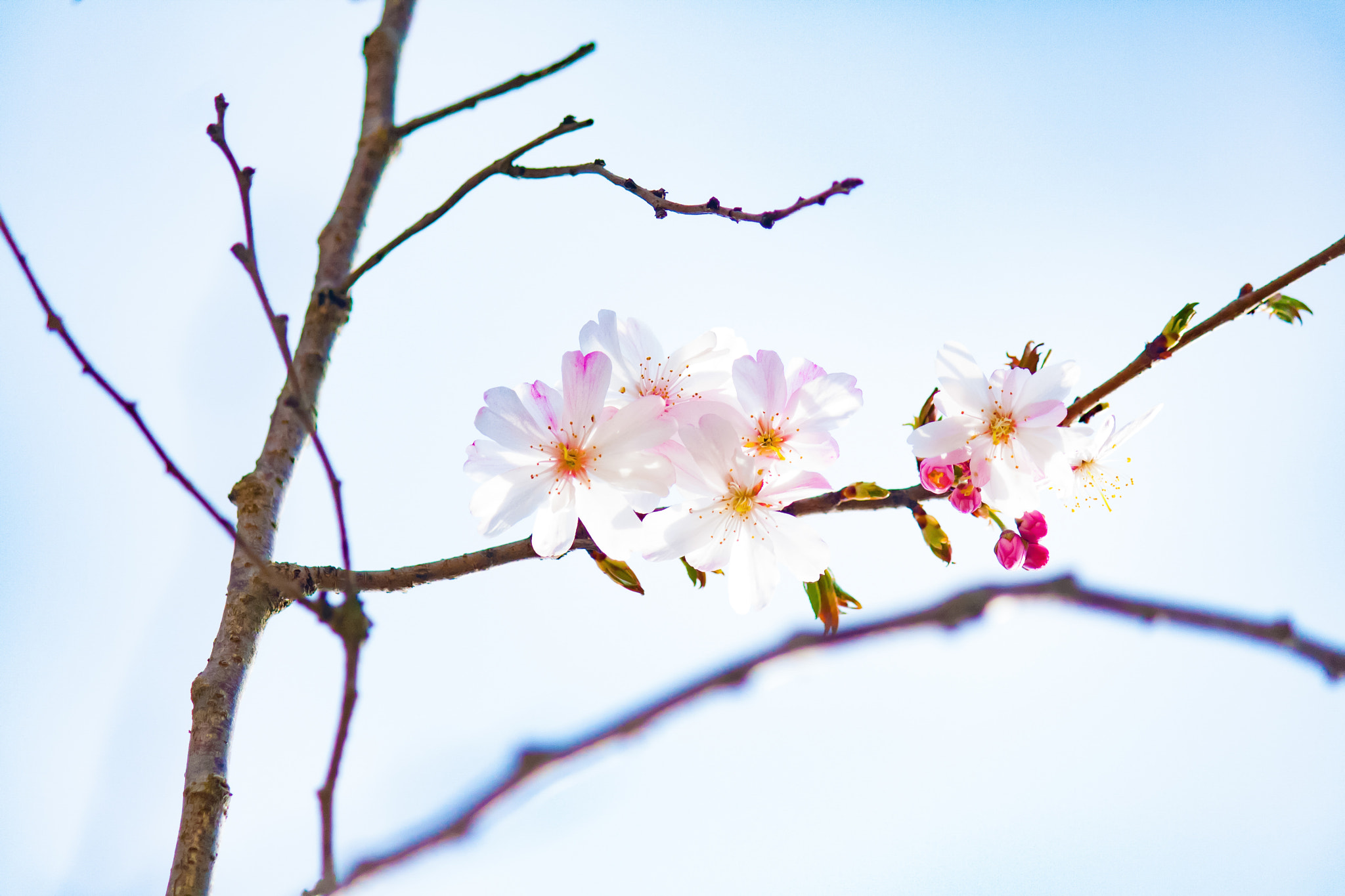 Canon EF-S 55-250mm F4-5.6 IS sample photo. Simple as a flower  photography