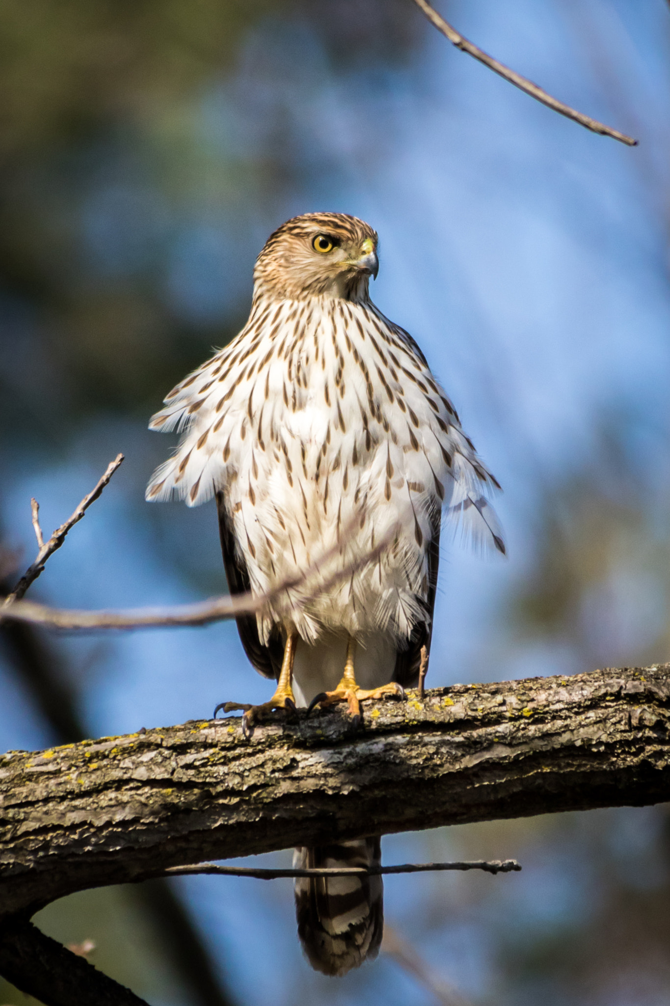 Canon EOS 7D Mark II + Sigma 150-500mm F5-6.3 DG OS HSM sample photo. Perched red tail photography