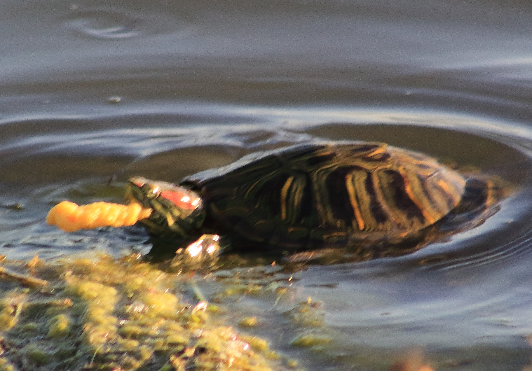 Canon EOS 60D sample photo. Red ear slider photography