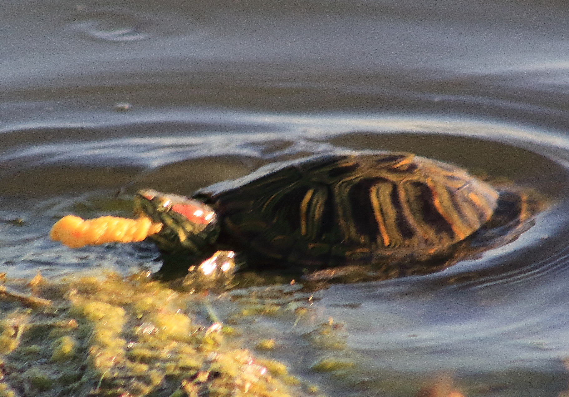 Canon EOS 60D + EF75-300mm f/4-5.6 sample photo. Red ear slider photography