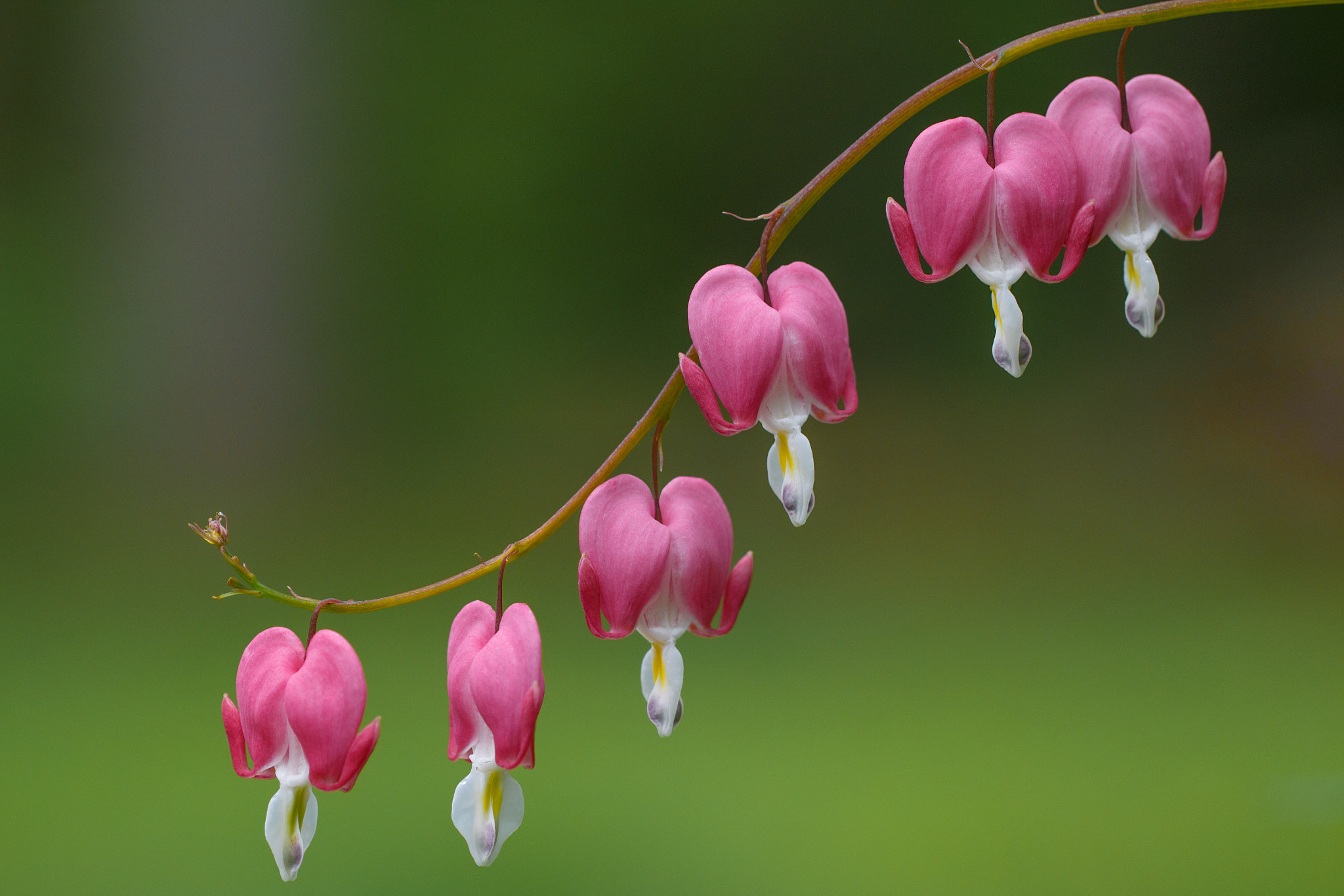 Canon EF 100mm F2.8L Macro IS USM sample photo. Bleeding heart photography