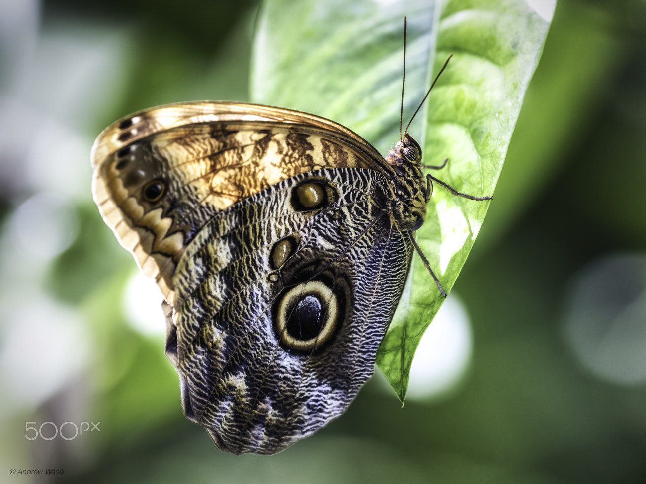 Nikon Nikkor AF-S 300mm F4E PF ED VR sample photo. Owl butterfly photography