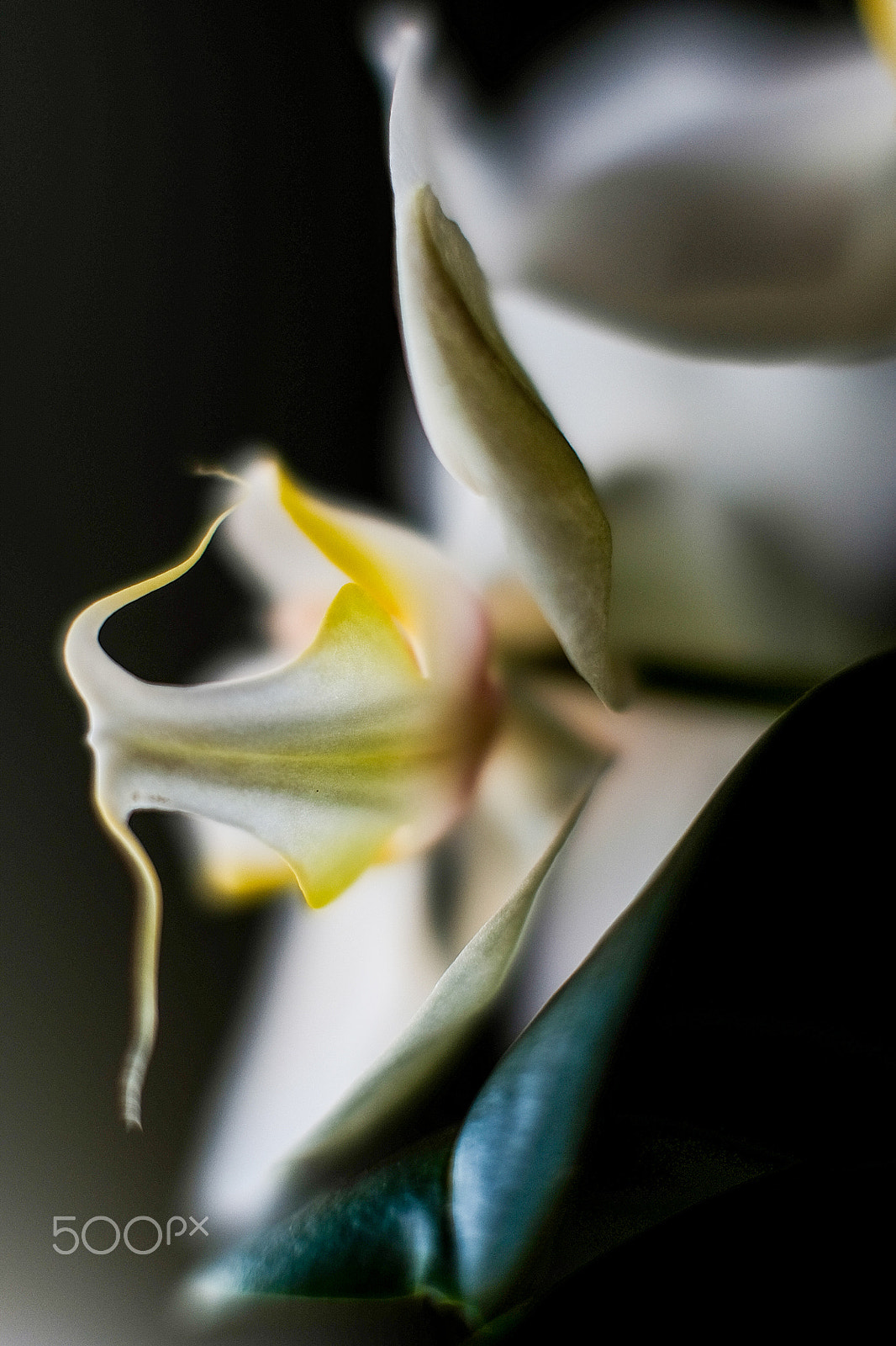 Fujifilm X-T1 + Fujifilm XF 56mm F1.2 R APD sample photo. Orchidées en lumière photography