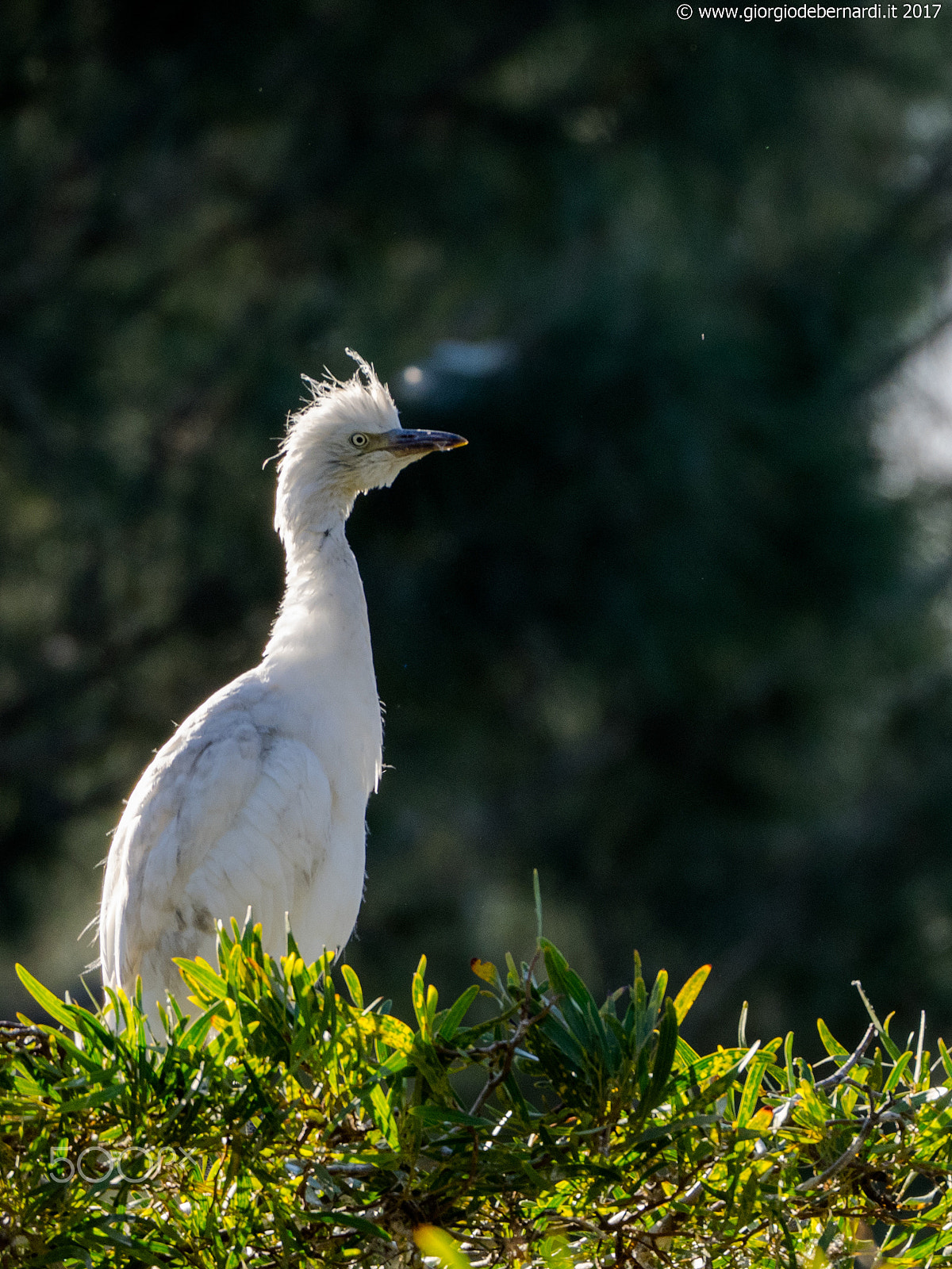 Olympus OM-D E-M1 sample photo. Garzetta photography