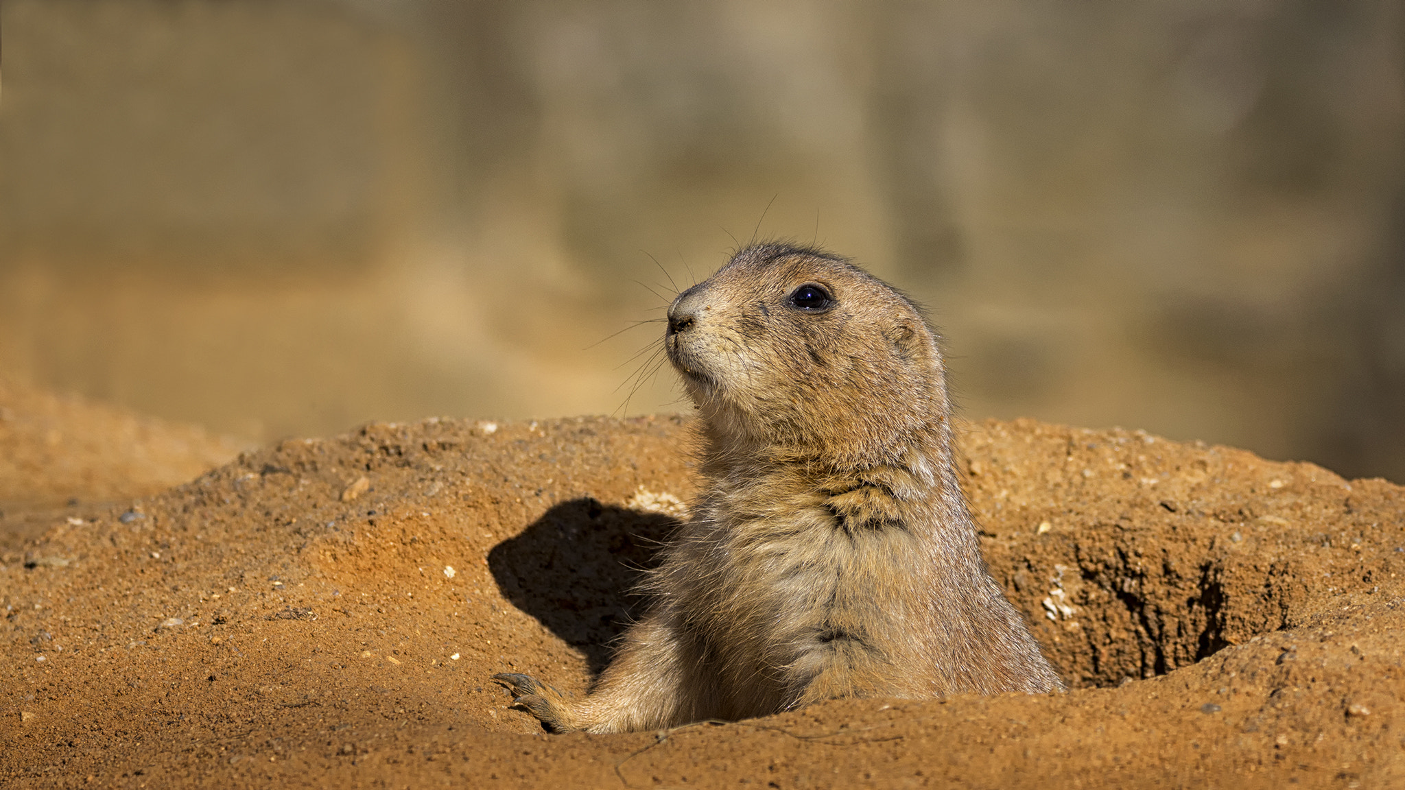 150-600mm F5-6.3 DG OS HSM | Contemporary 015 sample photo. Small prairie dogs... photography