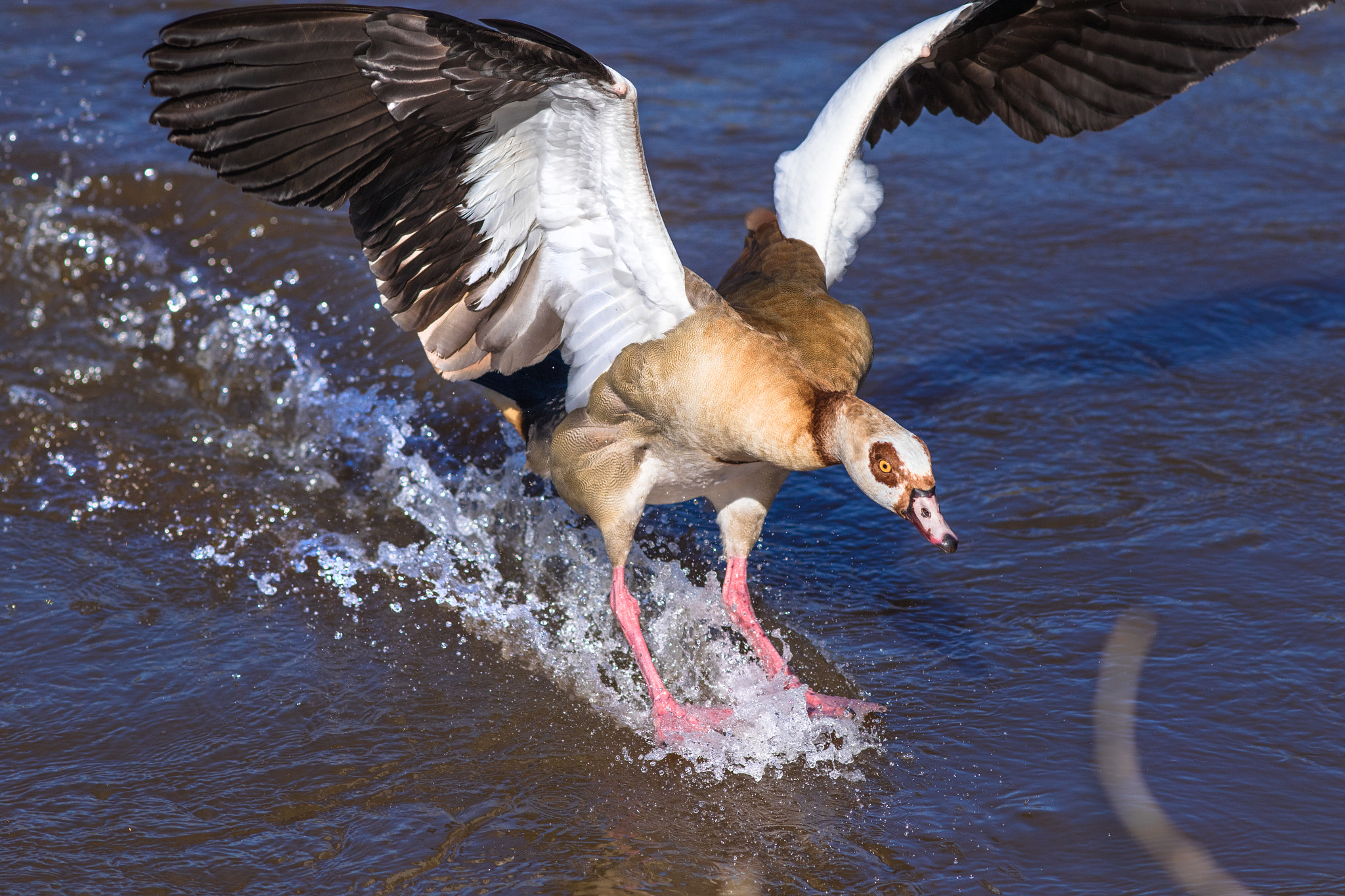 Canon EF 200mm F2.8L II USM sample photo. Nilgans bei der landung photography