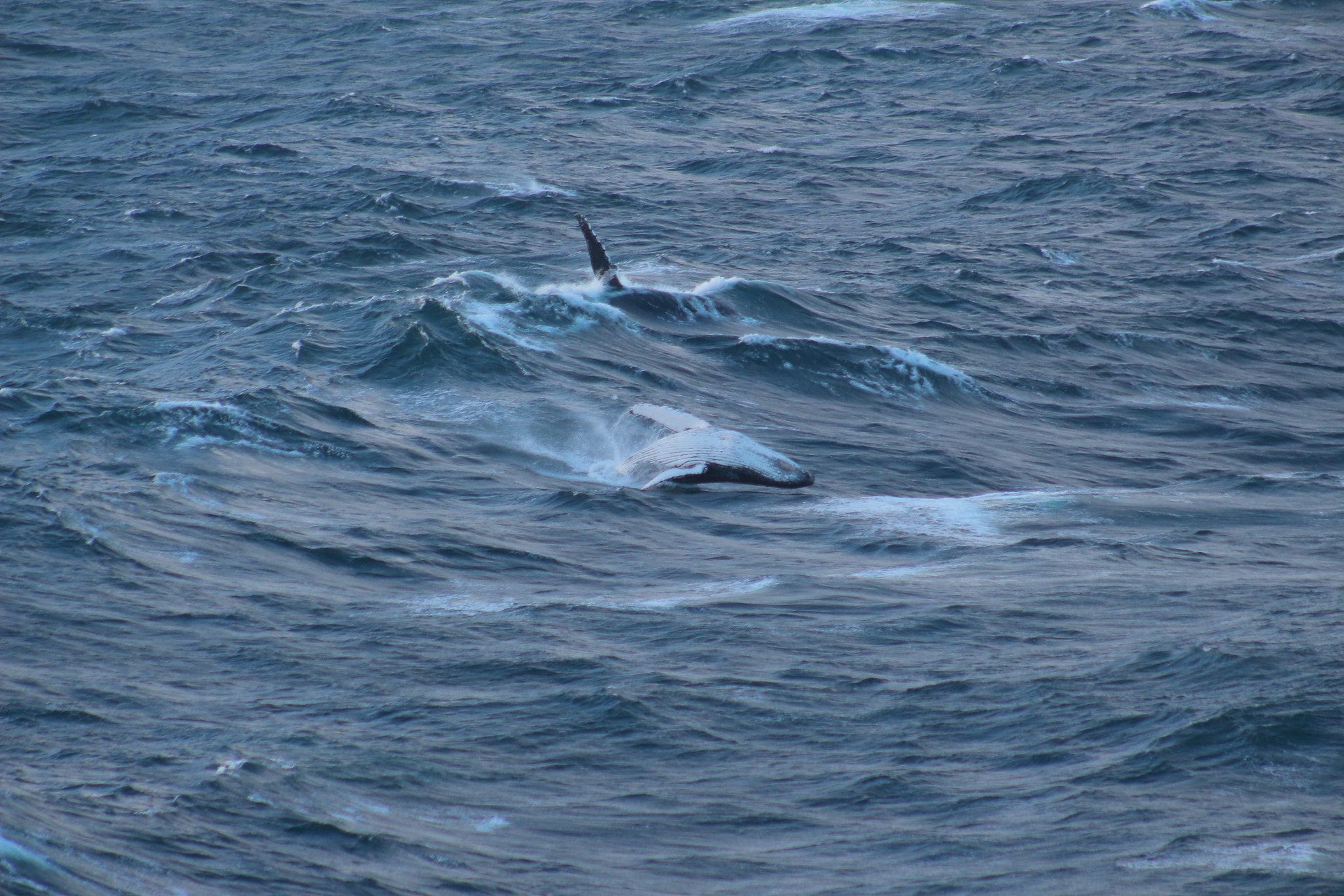 Canon EOS 650D (EOS Rebel T4i / EOS Kiss X6i) + EF75-300mm f/4-5.6 sample photo. During voyage fm india to brazil offshore of southafrica photography