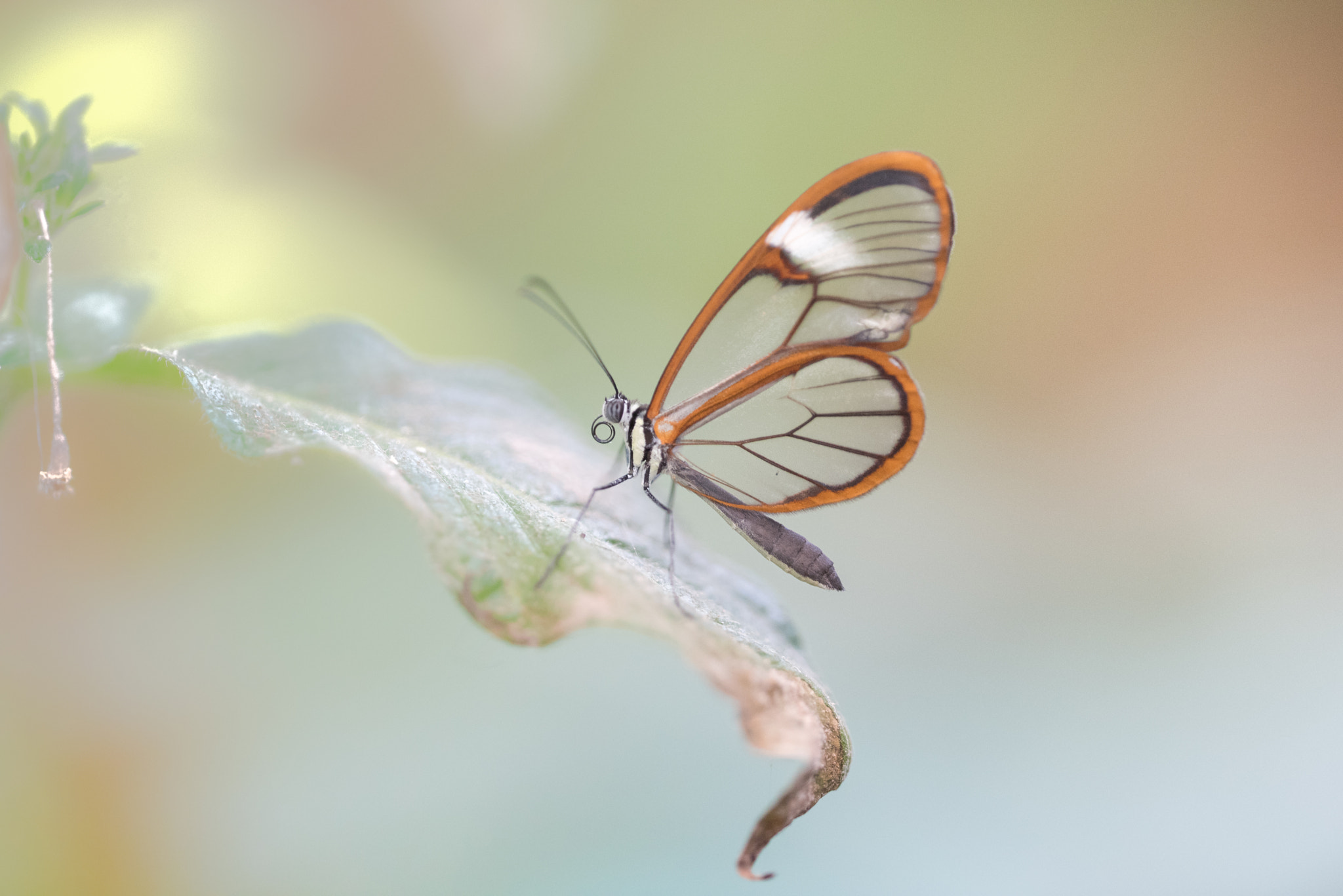 Sigma 150mm F2.8 EX DG OS Macro HSM sample photo. Greta oto butterfly photography