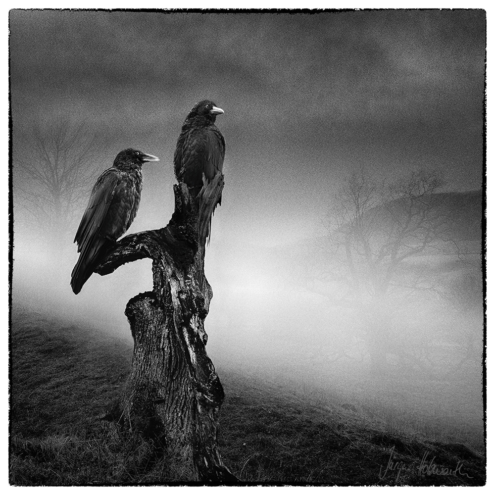 Nikon AF-S Nikkor 17-35mm F2.8D ED-IF sample photo. The crows photography