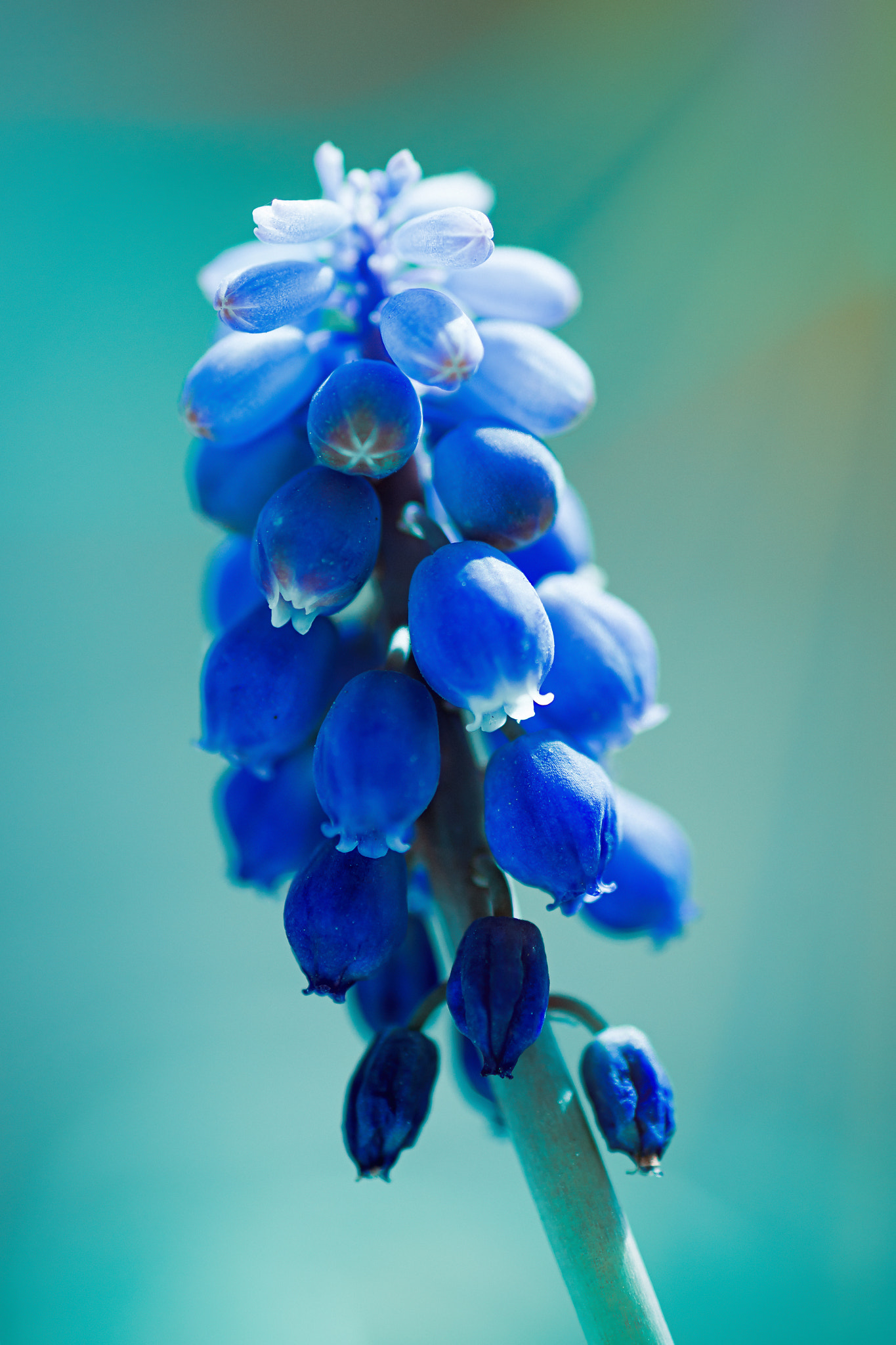 Nikon D7200 sample photo. Blue spring photography