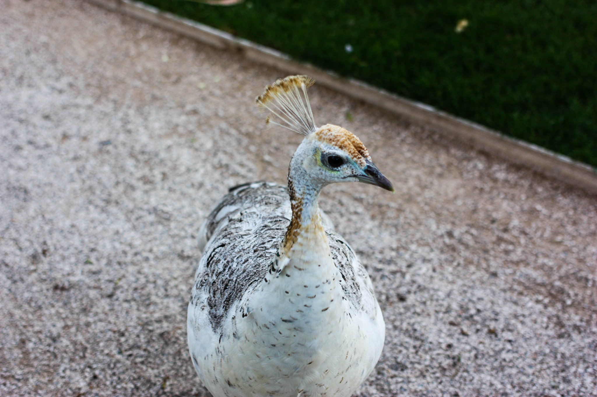 Canon EOS 450D (EOS Rebel XSi / EOS Kiss X2) sample photo. White peacock photography