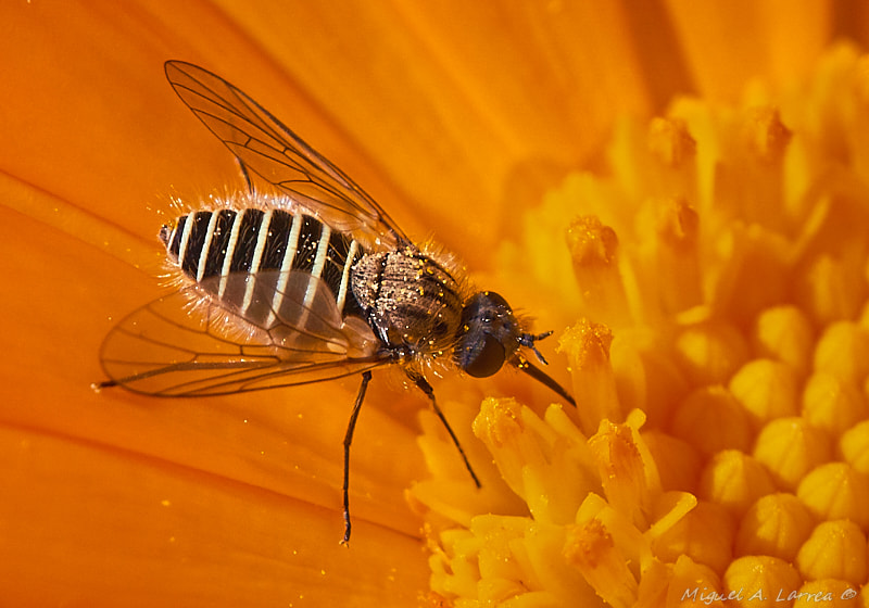 Sony ILCA-77M2 sample photo. Parageron incisus photography
