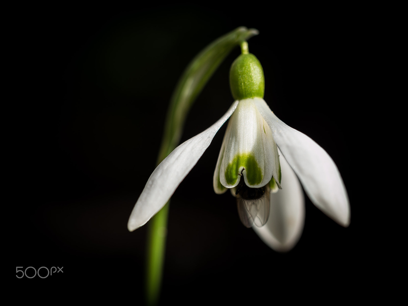 Olympus M.Zuiko Digital ED 60mm F2.8 Macro sample photo. Snowdrops iii photography