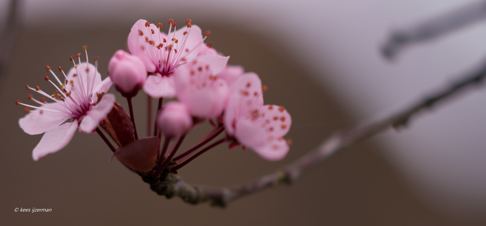 Sony Sonnar T* 135mm F1.8 ZA sample photo. Blossom. photography