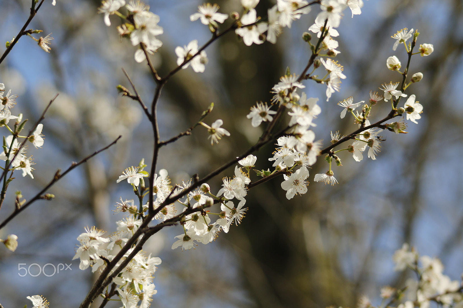 Sigma 150-500mm F5-6.3 DG OS HSM sample photo. Plum tree with flowers, prunus in bloom photography