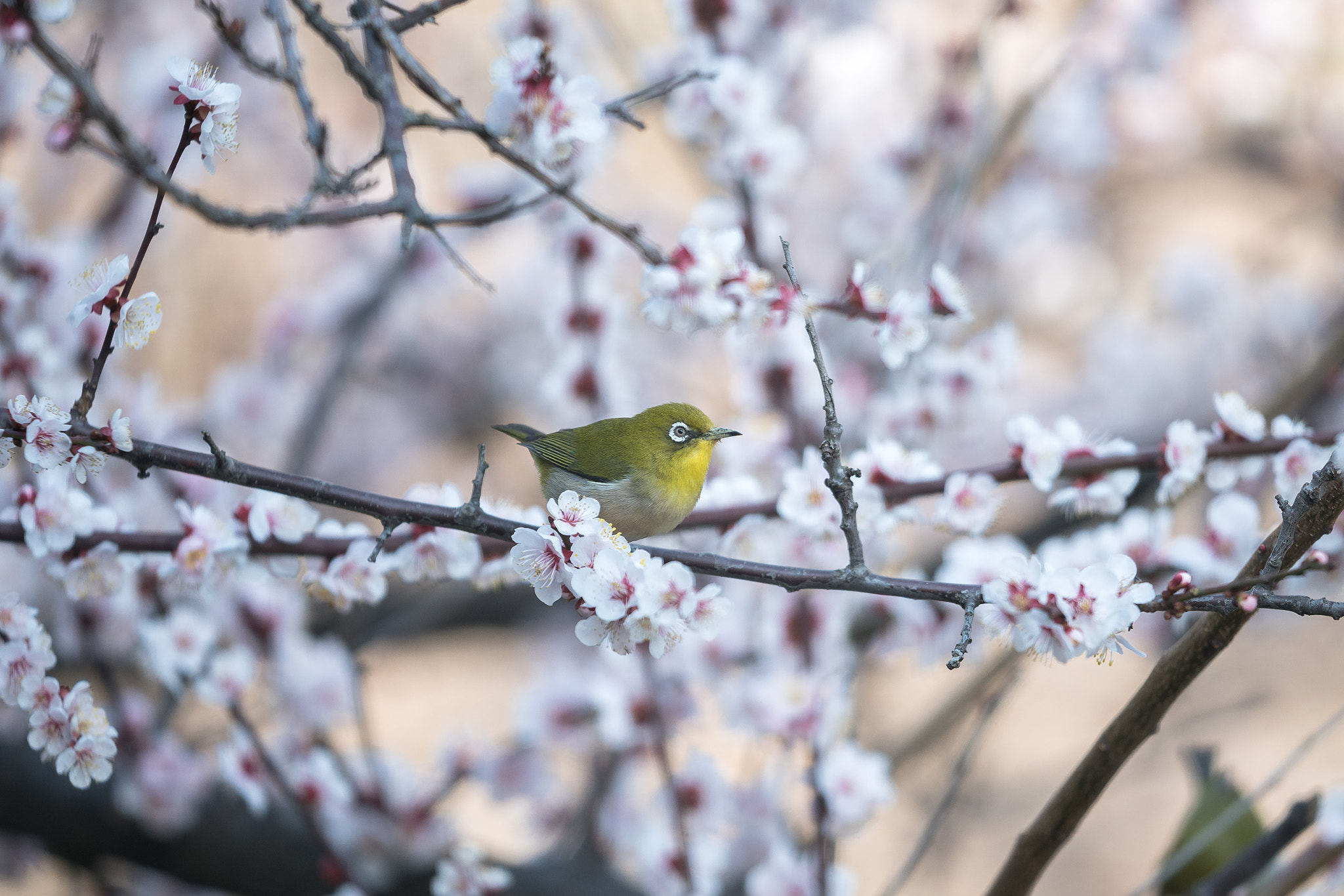 Sony FE 70-200mm F2.8 GM OSS sample photo. Japanese white-eye on plum blossoms photography