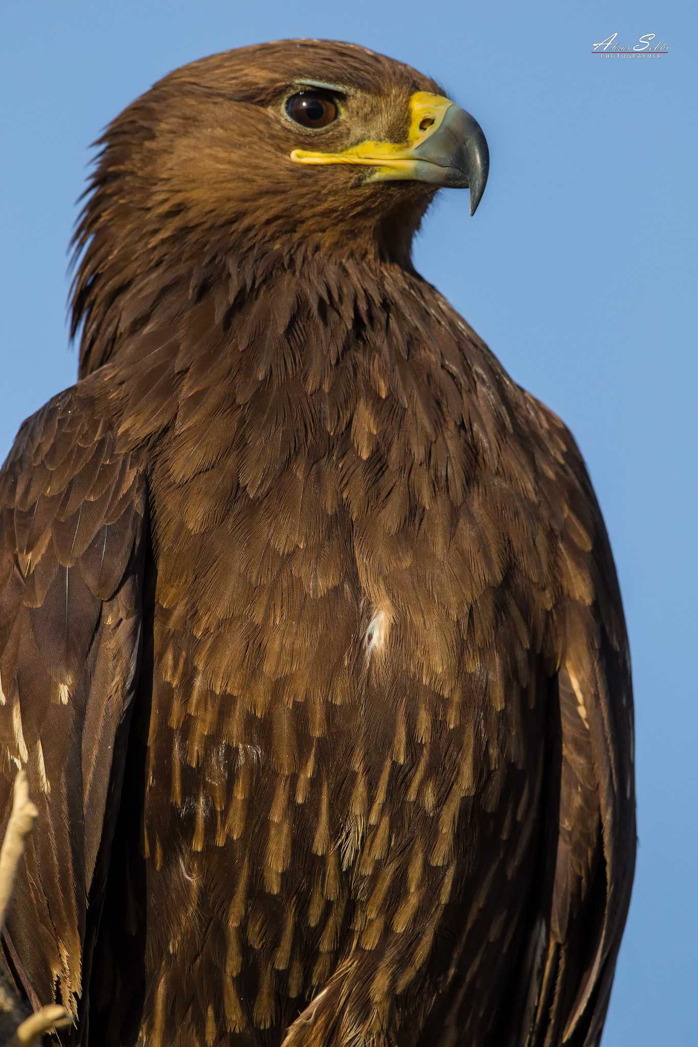 Canon EF 500mm F4L IS II USM sample photo. Greater spotted eagle/ عقاب منقط كبير  photography