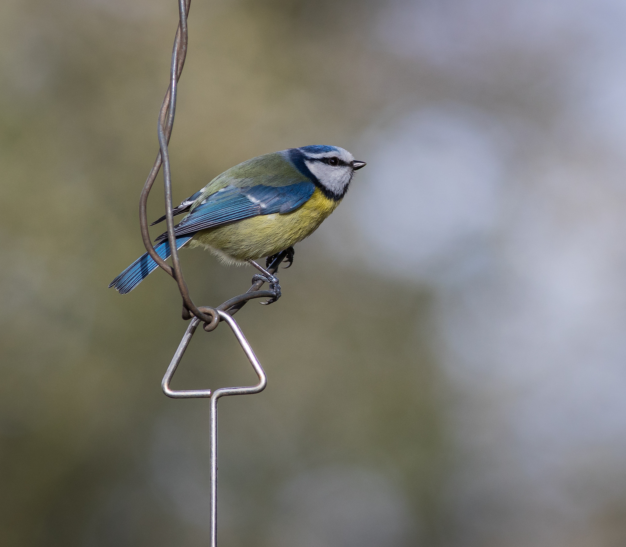 Canon EF 400mm F5.6L USM sample photo. On the wire photography