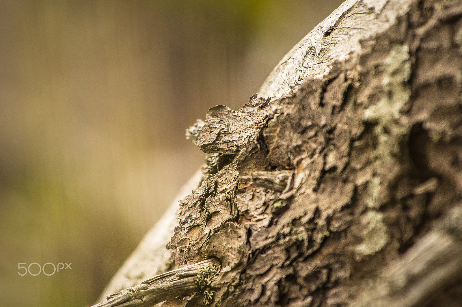 Nikon AF-S Nikkor 70-200mm F4G ED VR sample photo. Bark photography