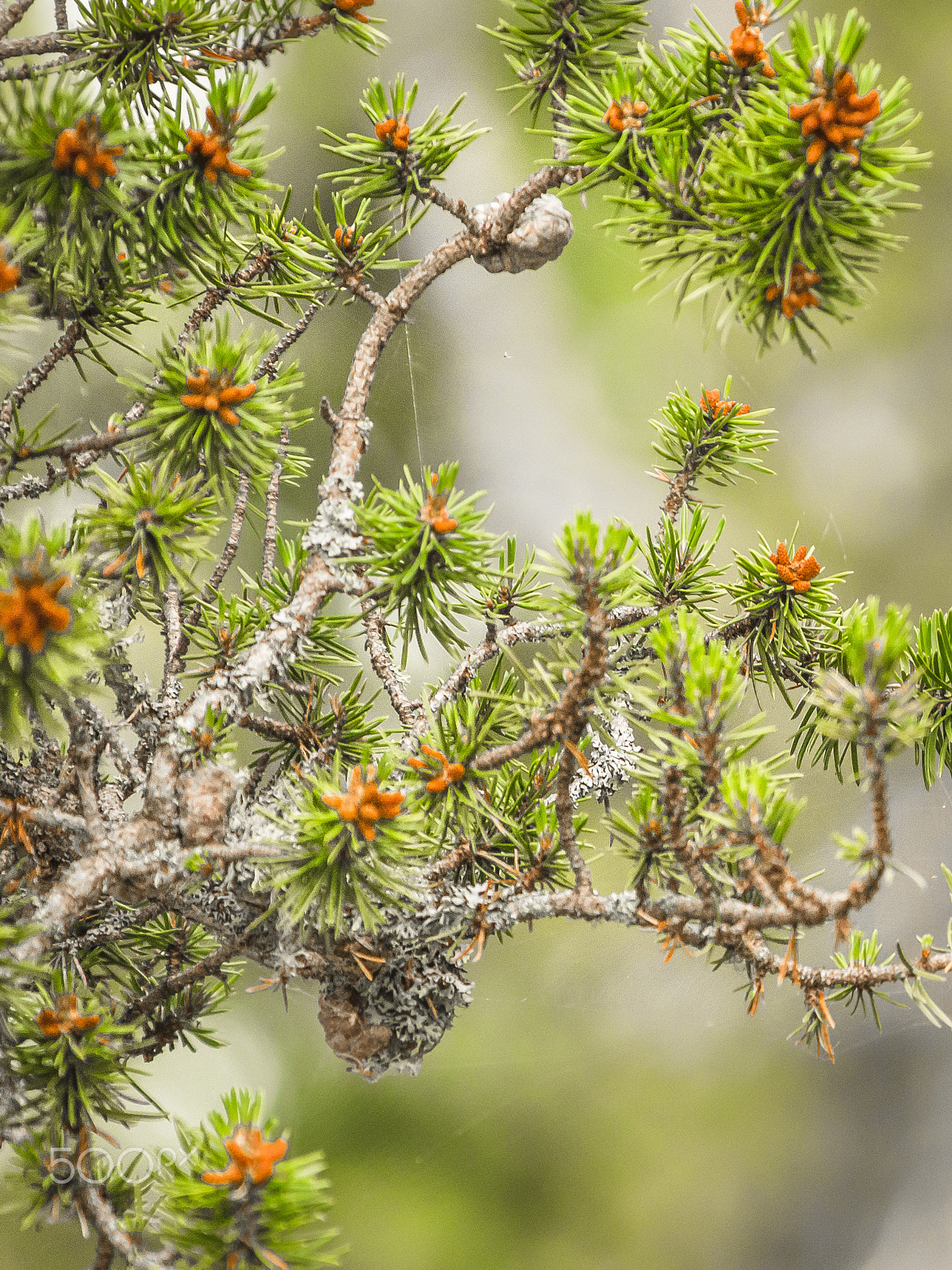 Nikon AF-S Nikkor 70-200mm F4G ED VR sample photo. Pine home photography